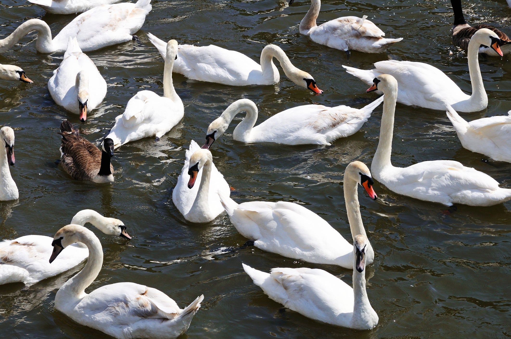 A large flock of mute swans lives in Stratford-Upon-Avon