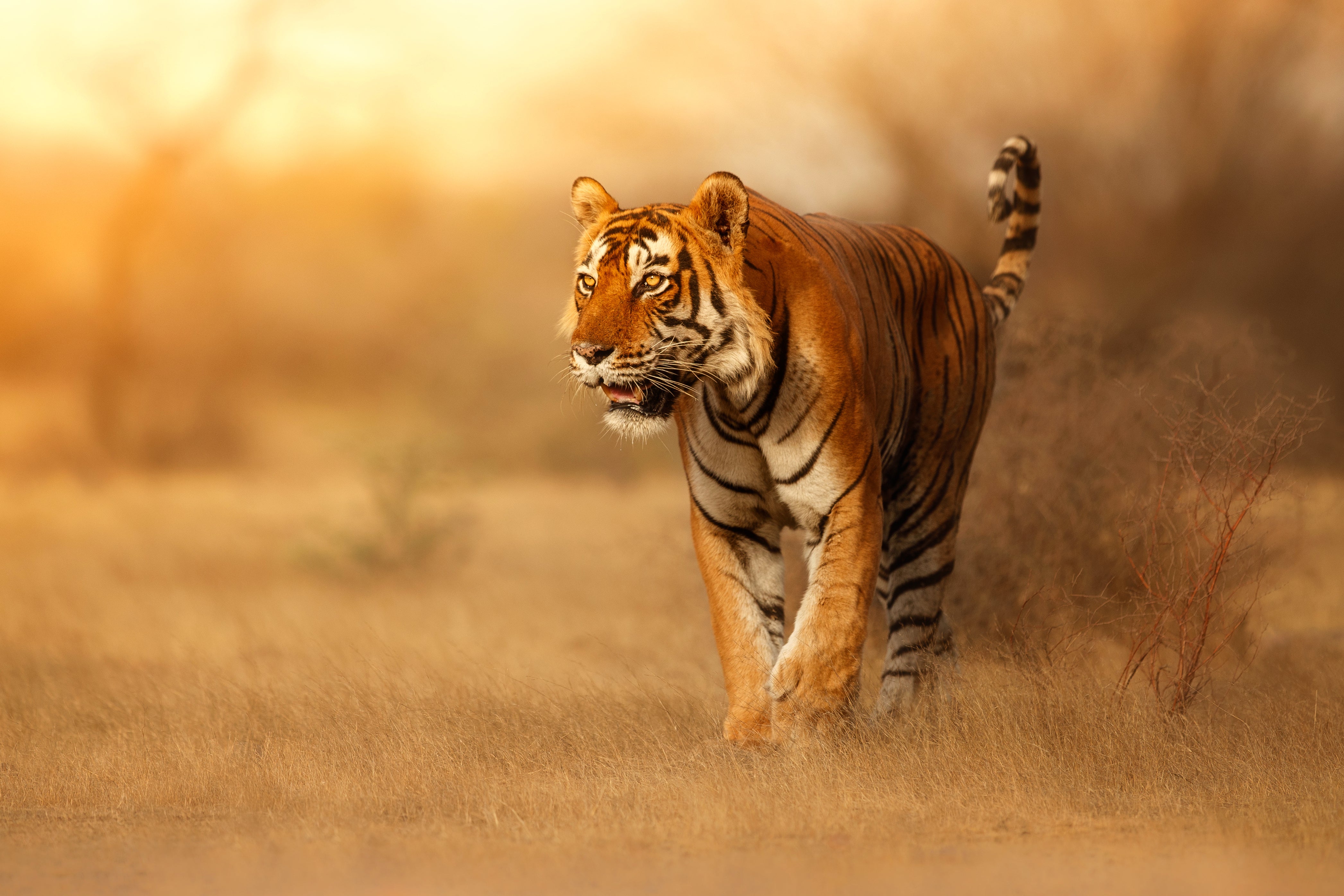 On the Wonders of India tour, you’ll observe tigers in their natural habitat, including those at Bandhavgarh Tiger Reserve