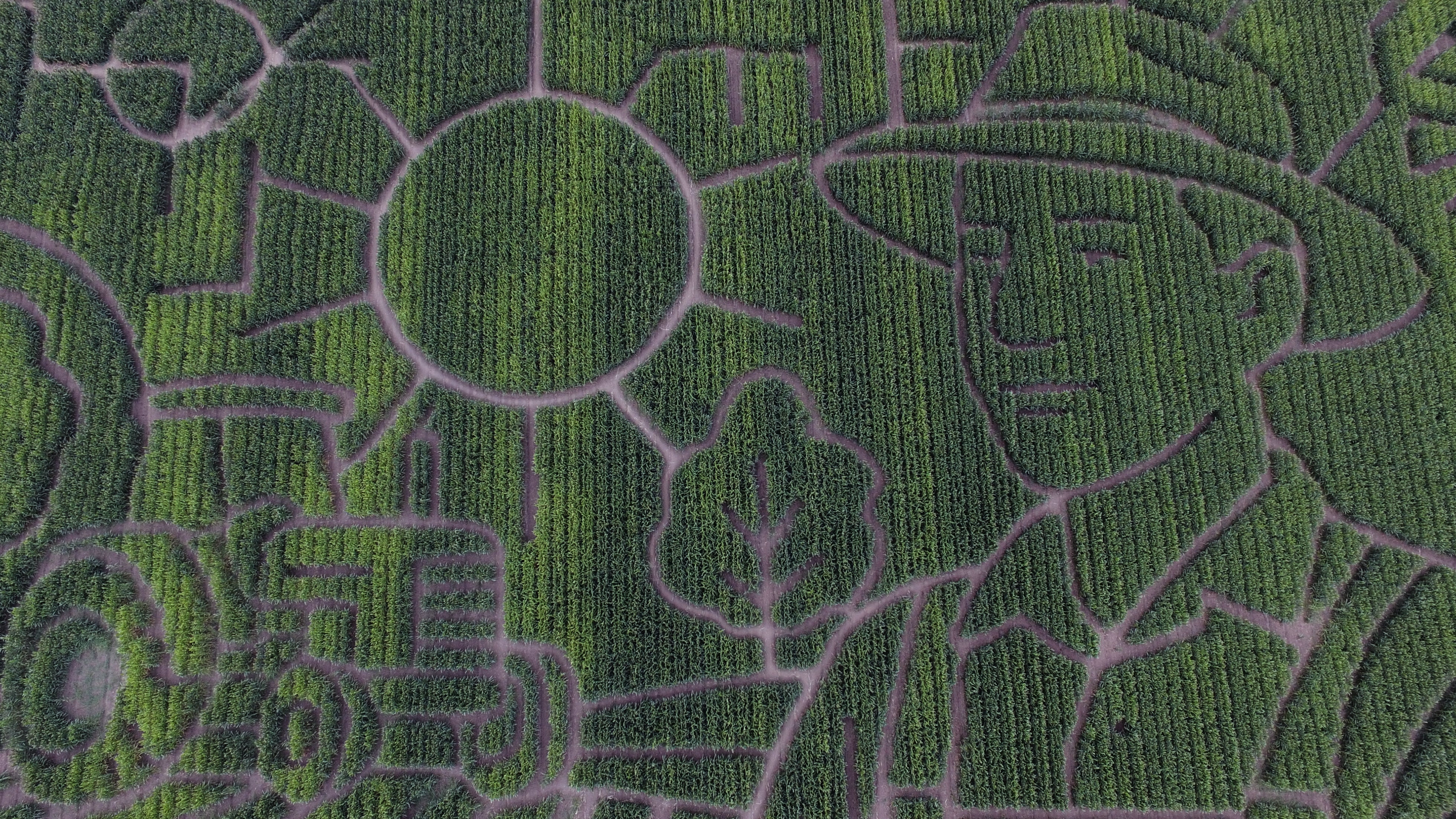 APTOPIX Giant Corn Maze