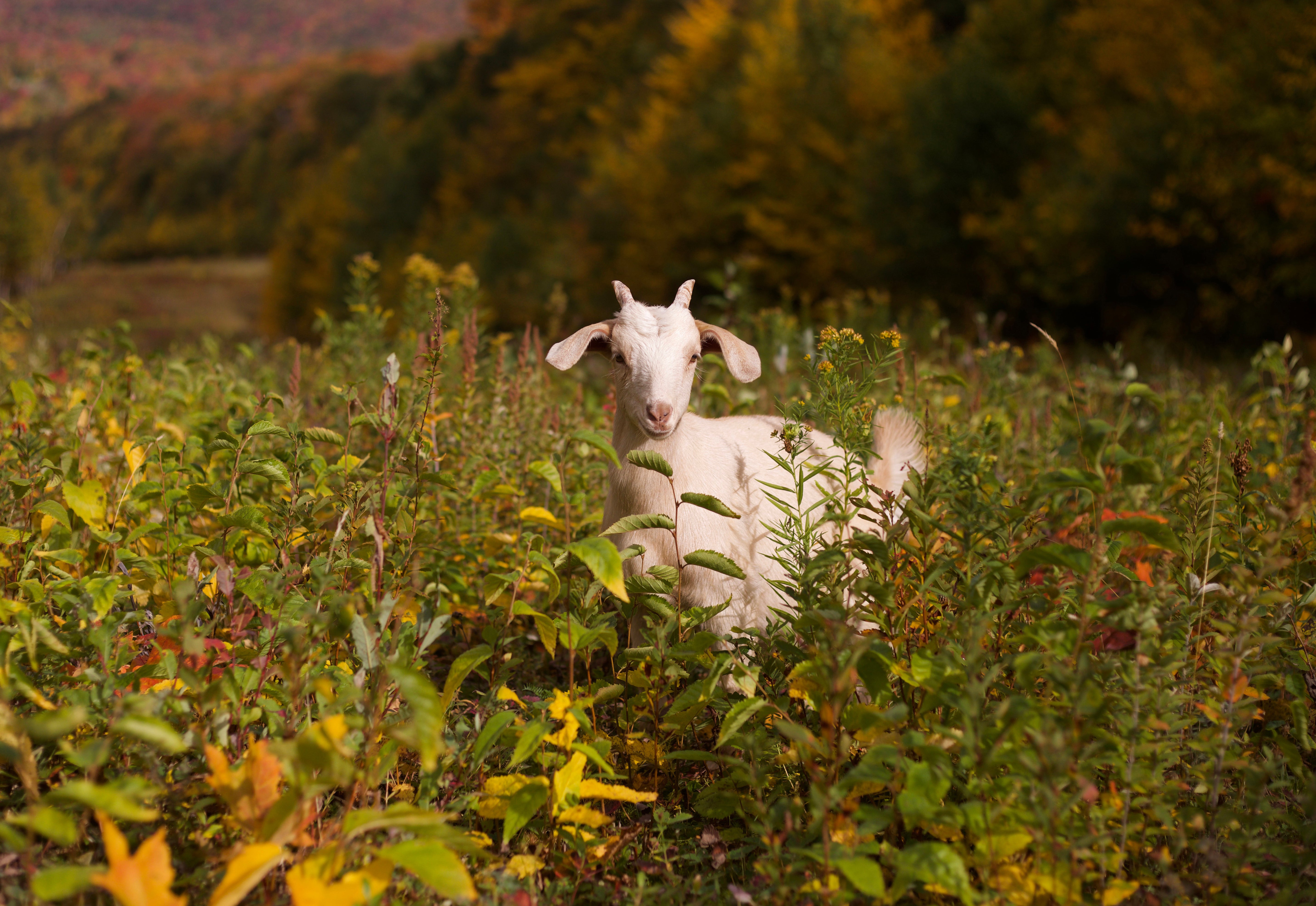Months before the first snow falls, dozens of sheep and goats have been deployed to the slopes of Jay Peak in Vermont