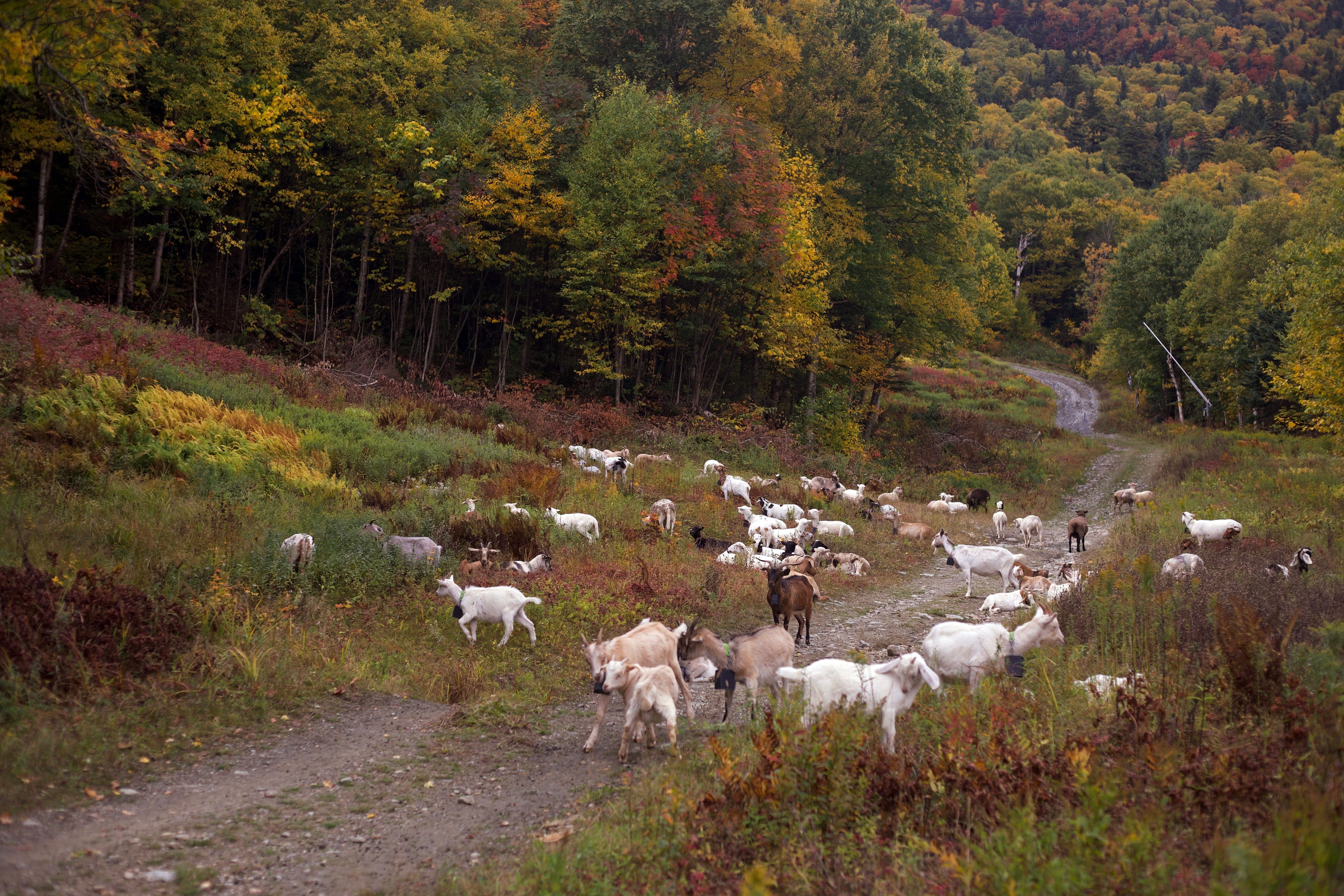 Goats and sheep graze on a ski slope at Jay Peak Resort