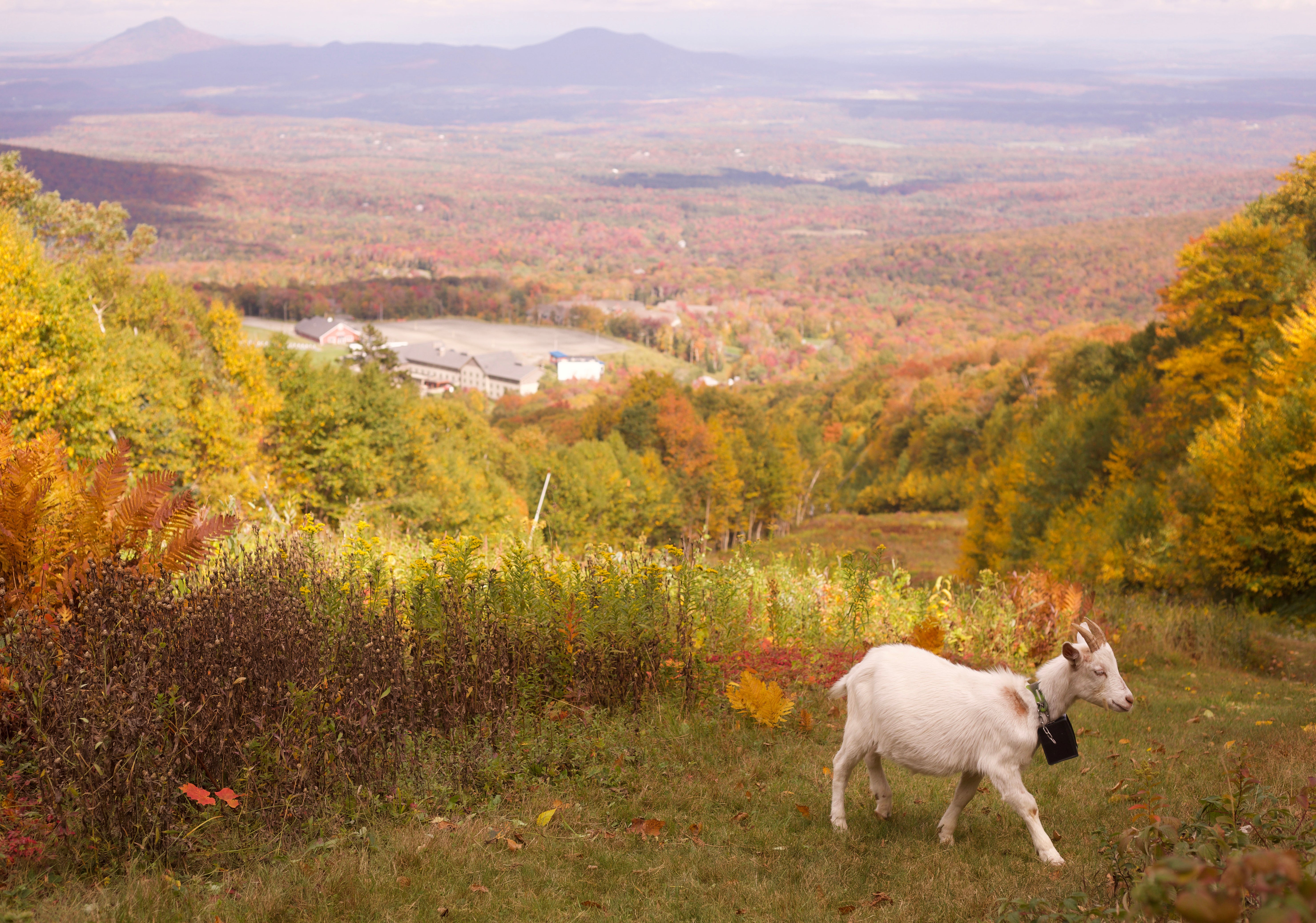 A goat wearing a geofence collar walks on a ski slope at Jay Peak Resort