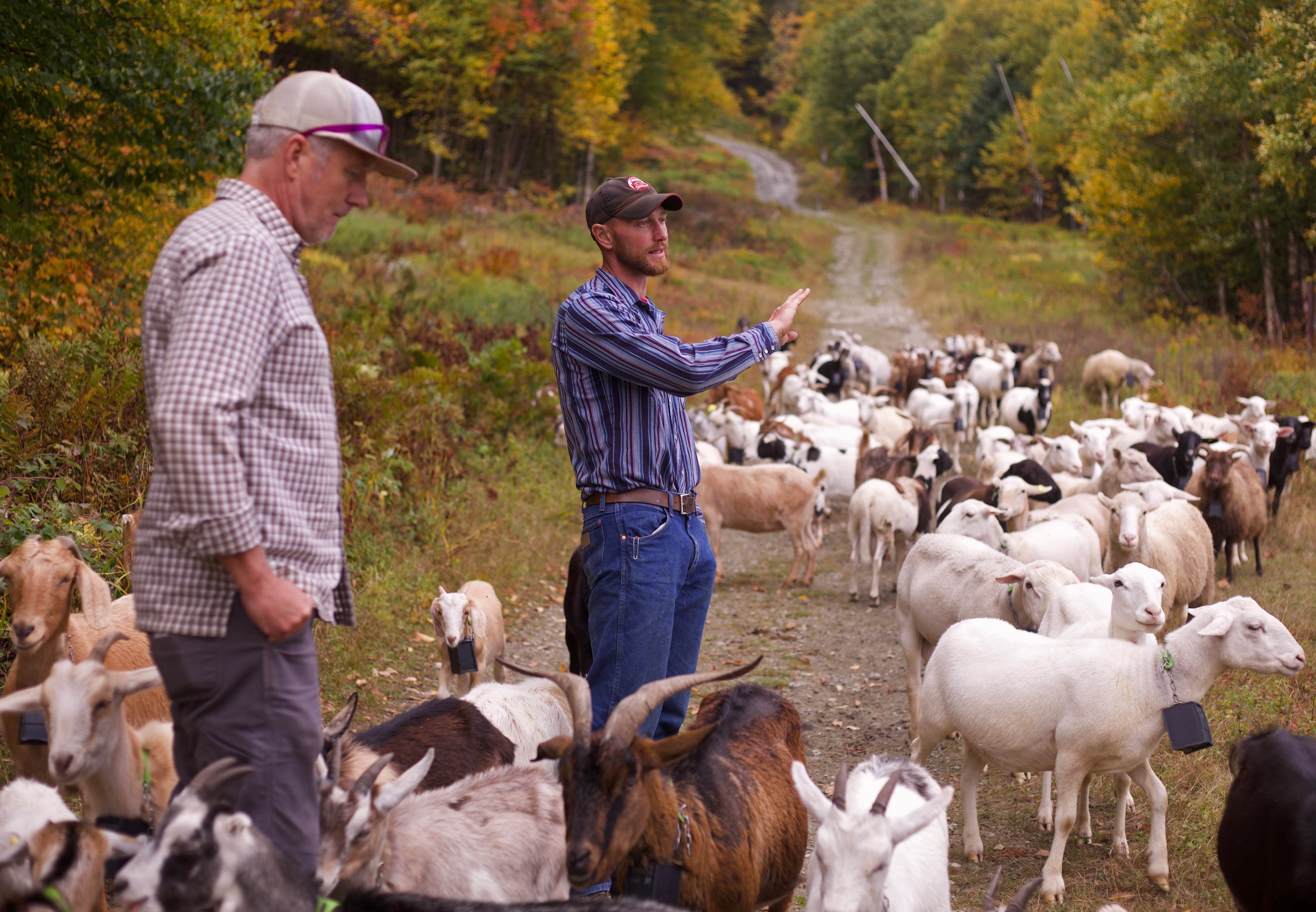 Adam Ricci, right, of Cloud Brook Grazing, talks with Jay Peak Resort director of mountain operations Andy Stenger while his herd of about 150 goats and sheep graze on a ski slope at Jay Peak