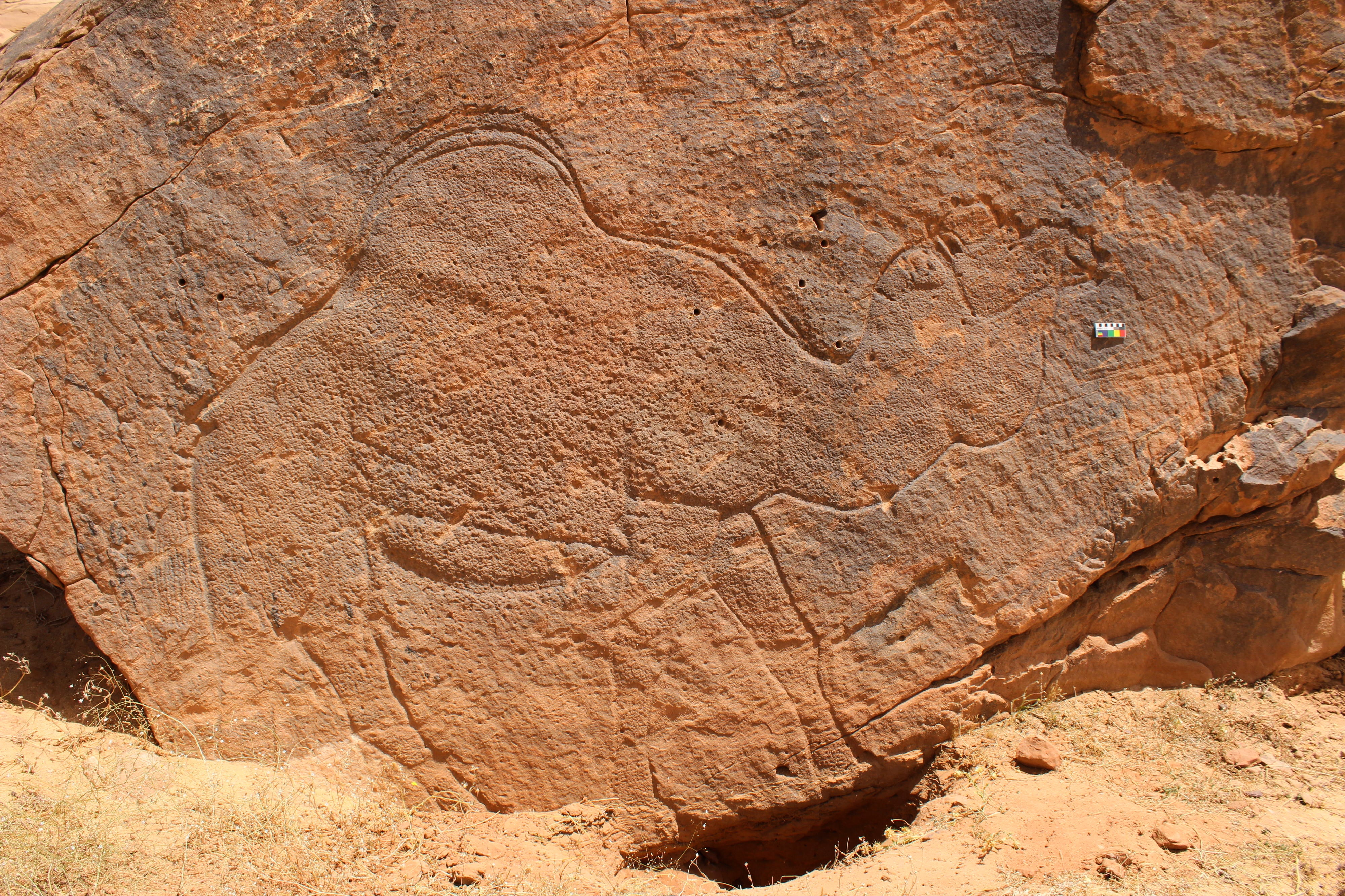 This image provided by Sahout Rock Art and Archaeology Project shows a life-size rock carving of a camel, in a desert in northern Saudi Arabia in 2023