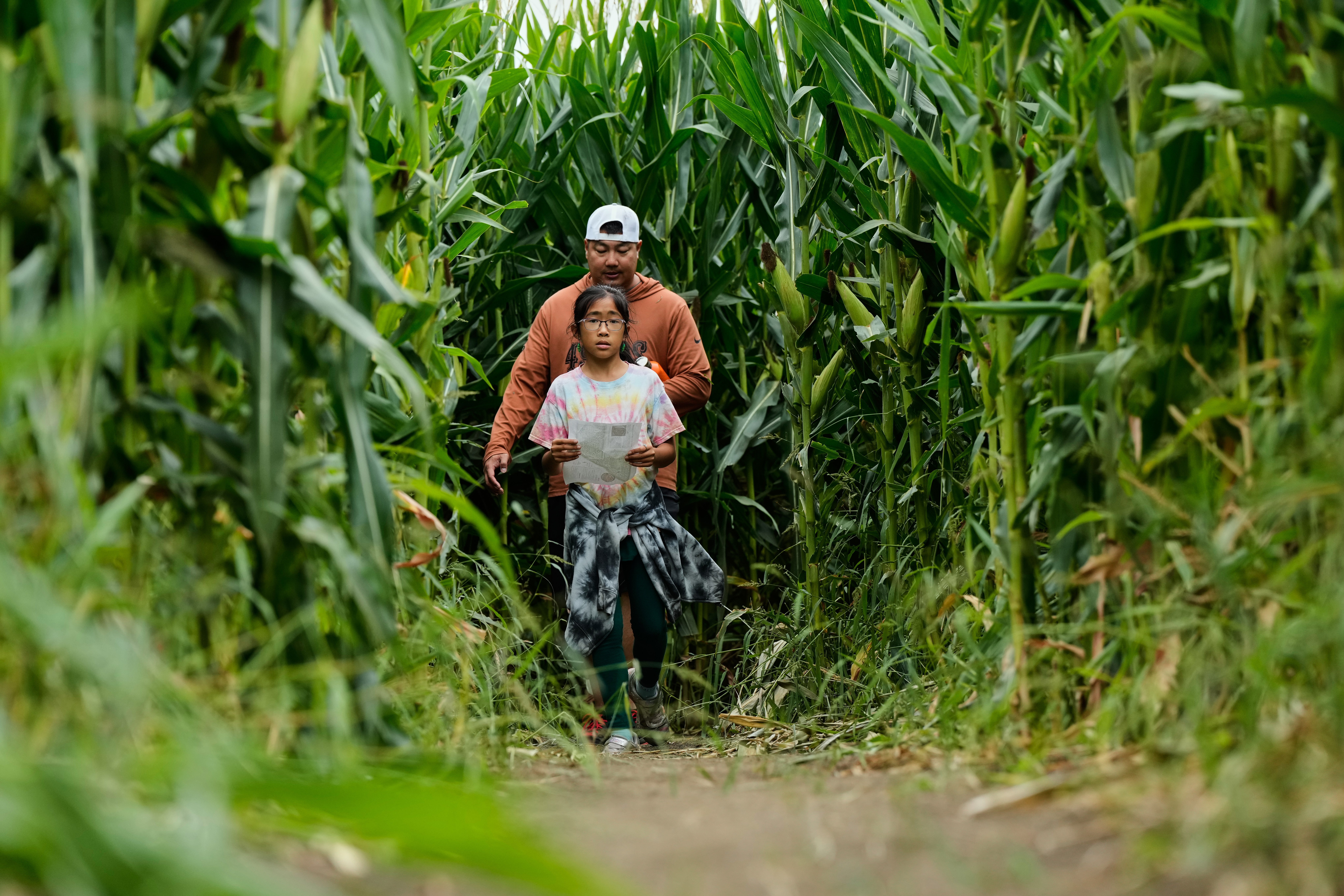Giant Corn Maze