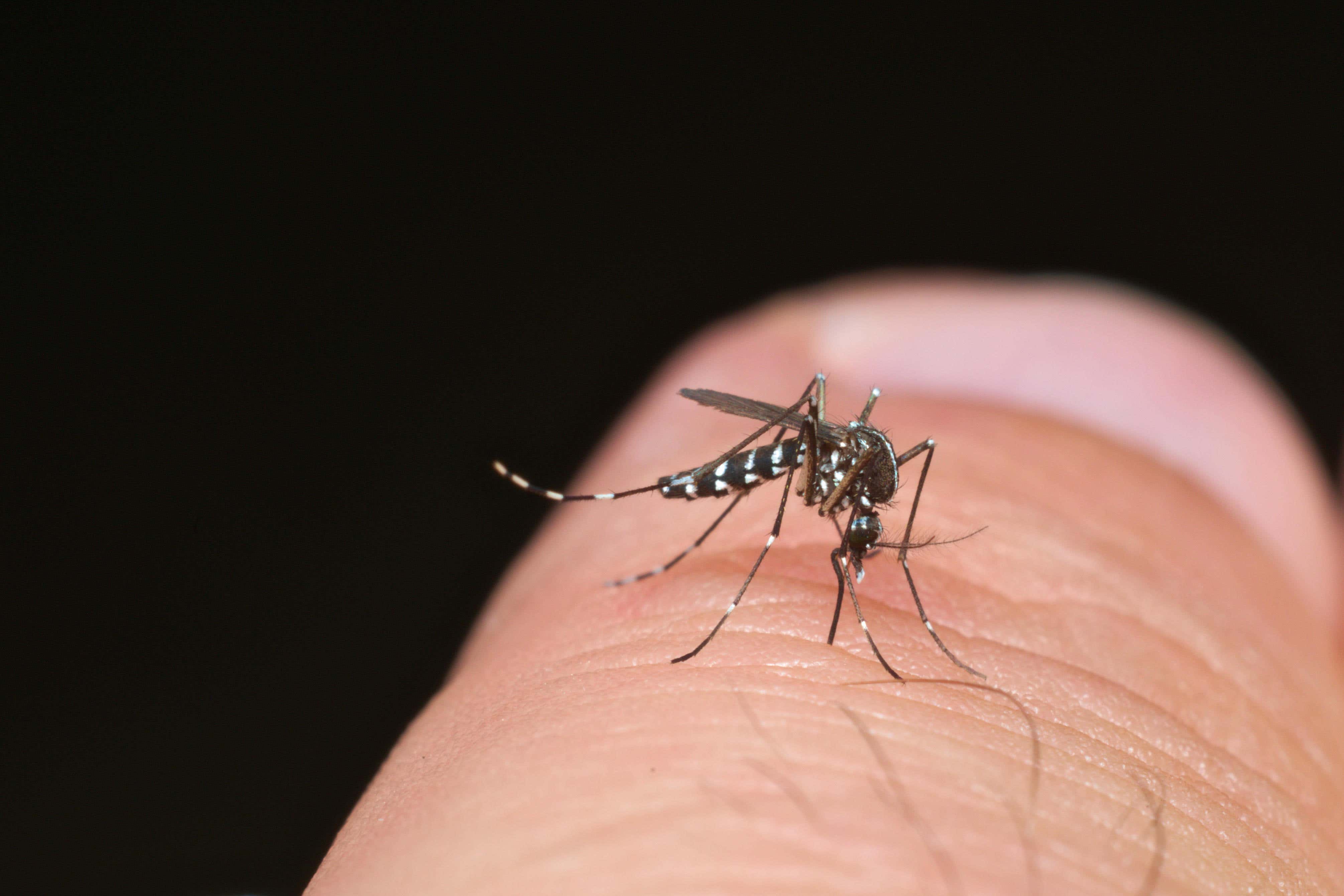 Aedes mosquitoes can spread viruses such as dengue, chikungunya and Zika