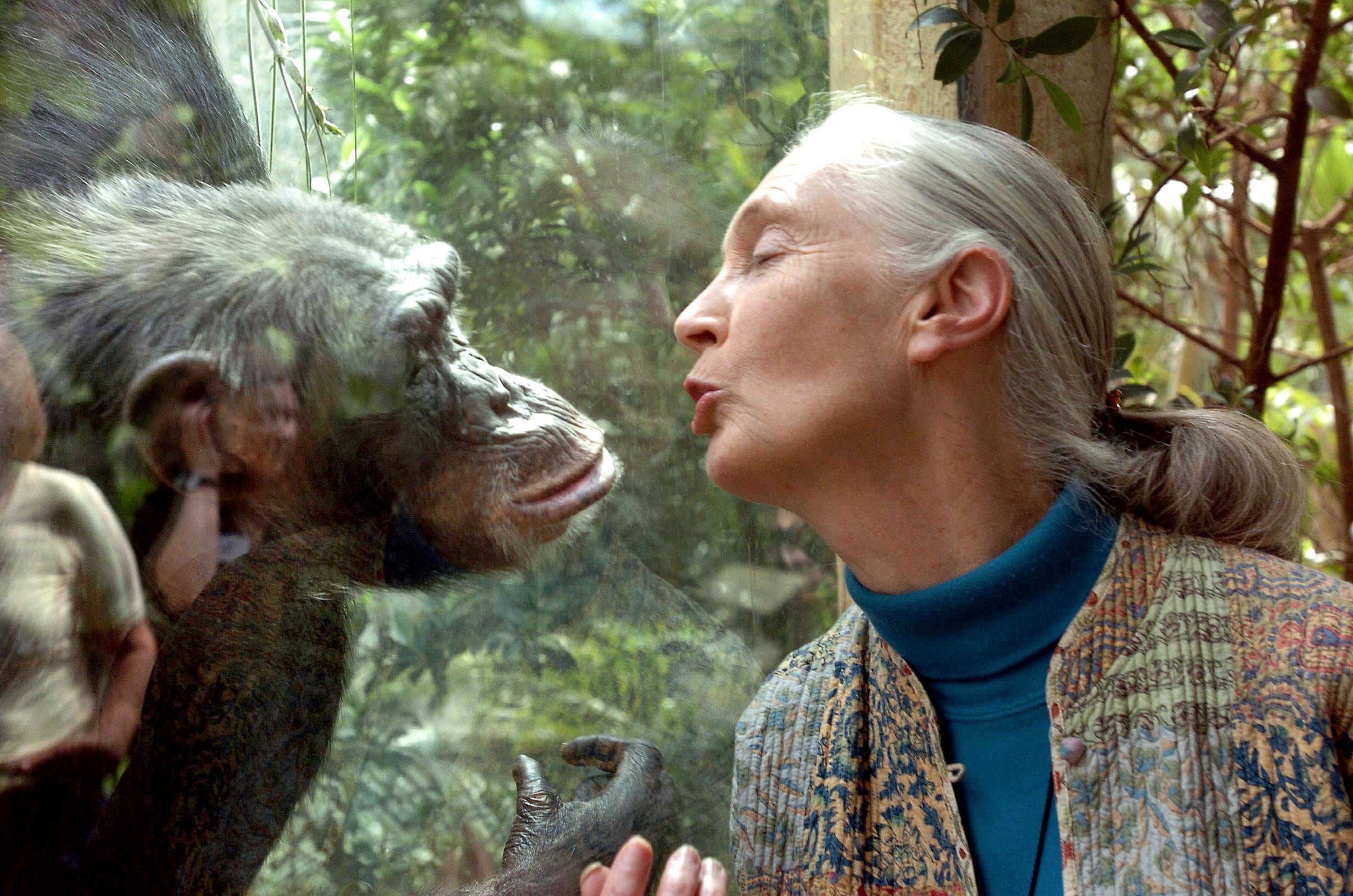 Jane Goodall communicates with chimpanzee Nana