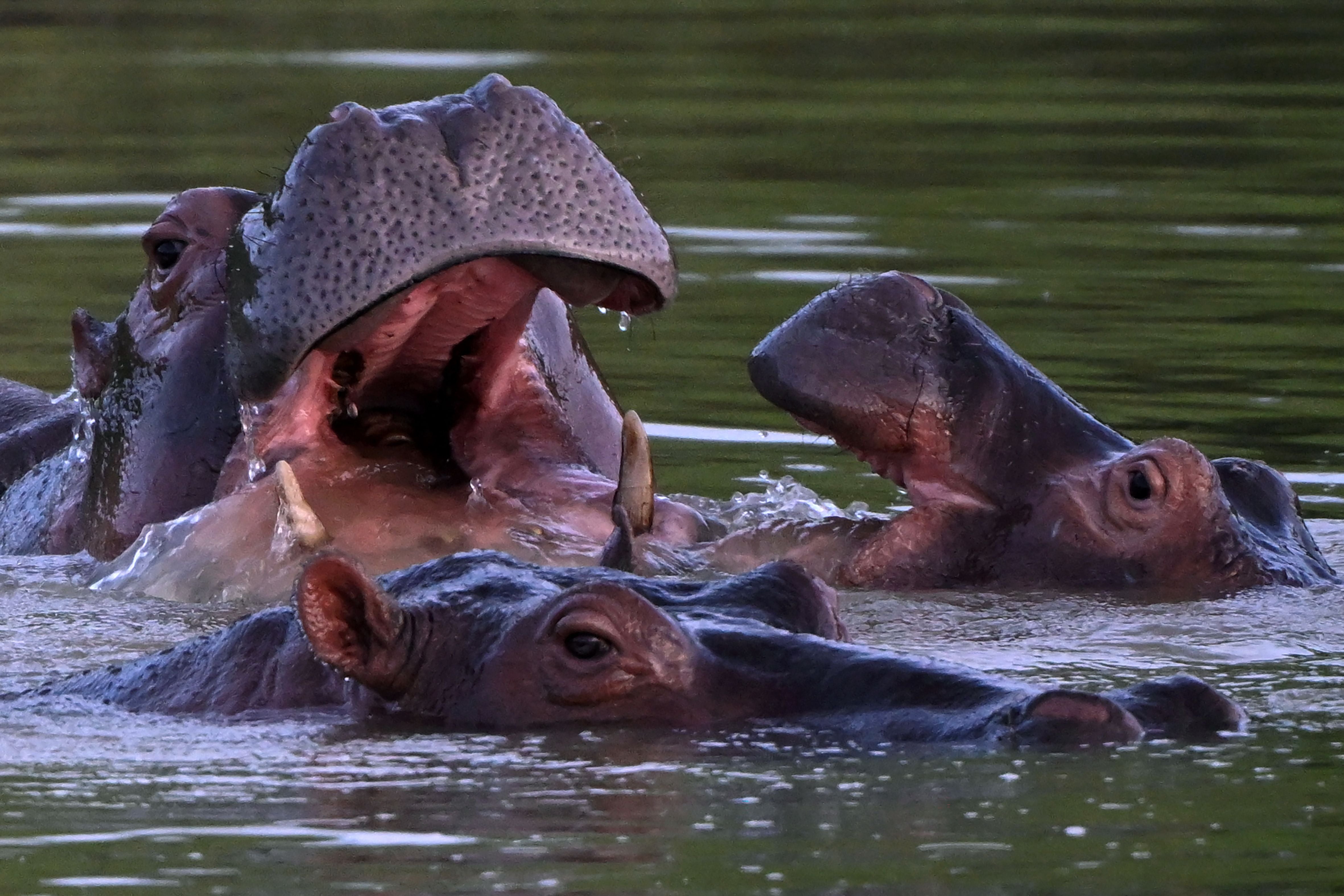 The number of hippos on Escobar’s estate has swollen in the years since the drug baron’s death