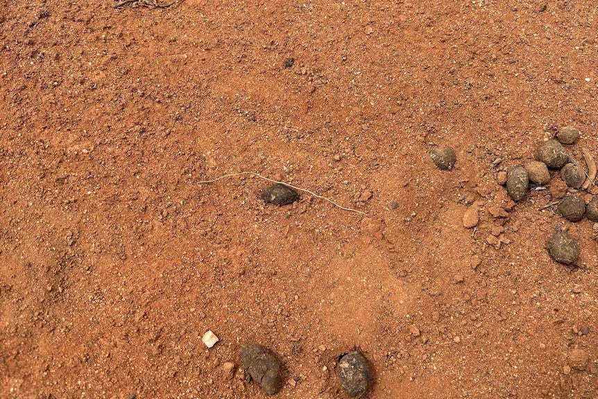 A footprint was found around 500m from where Gus was last seen