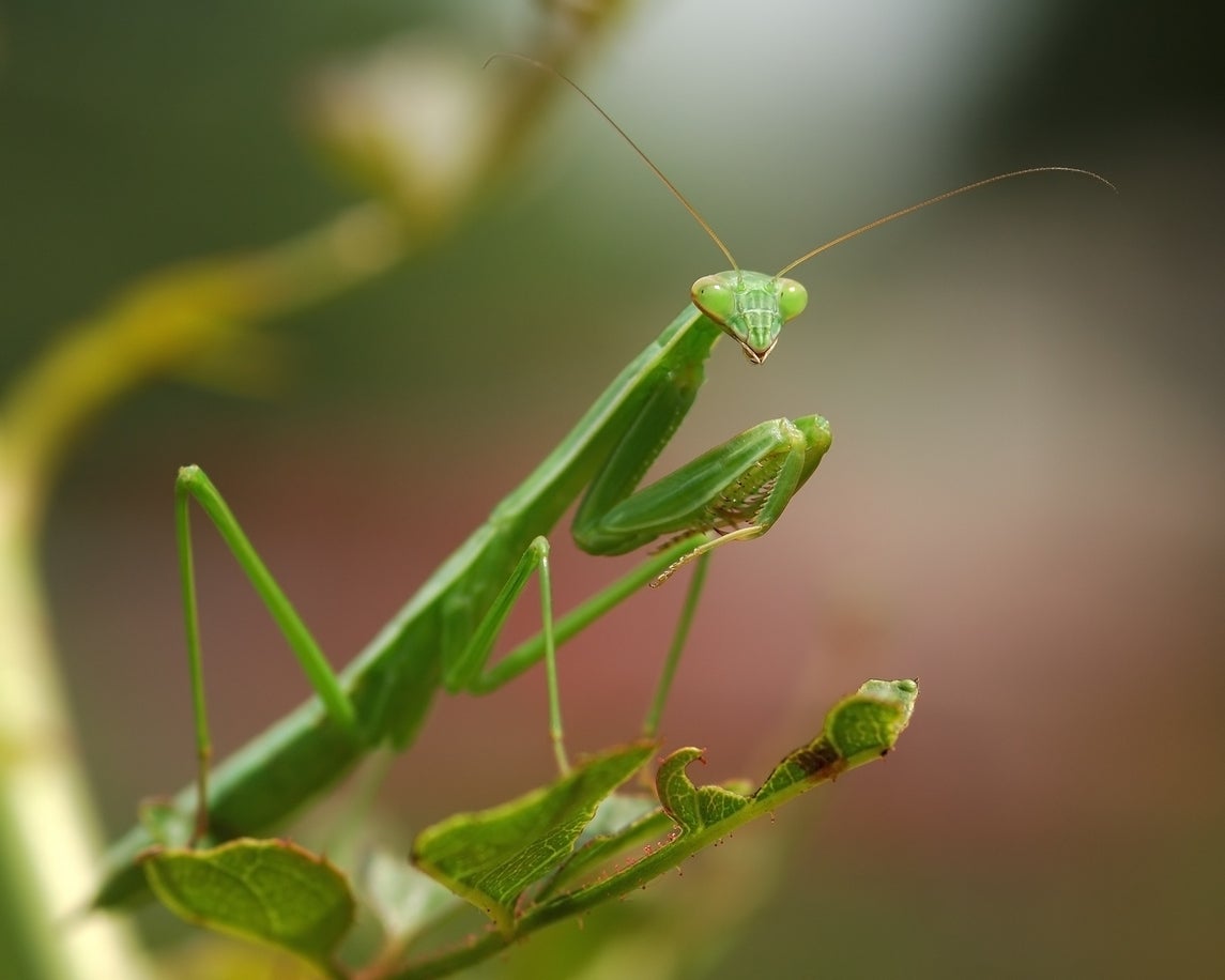 Praying mantises have been sighted in the wild in England