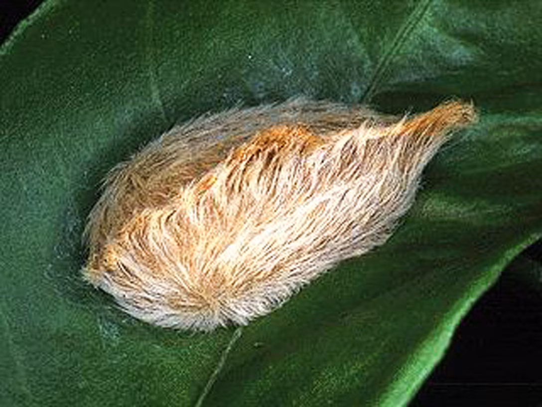 Florida officials are urging residents to be wary of “puss caterpillars,” fuzzy-looking insects that have sharp, poisonous spines underneath their fur