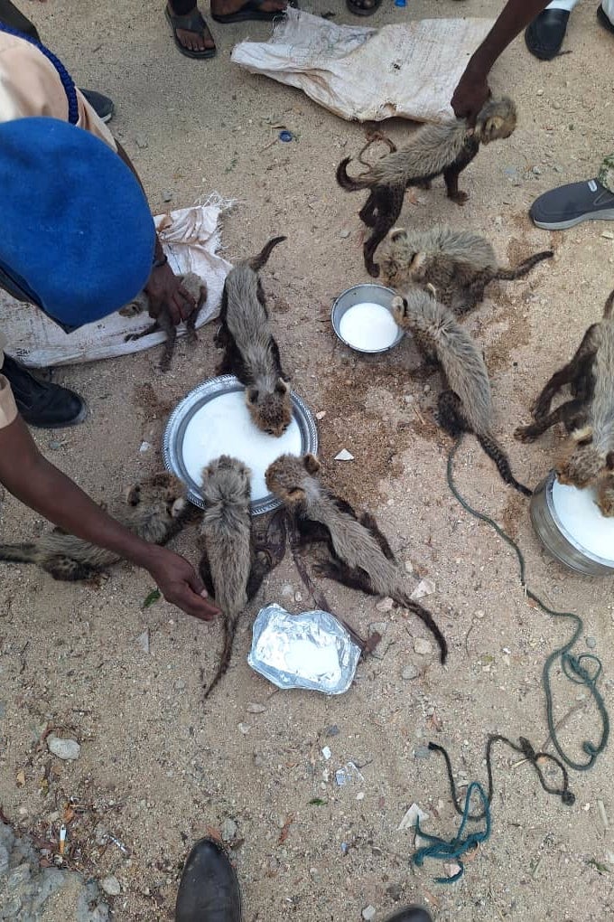 Somaliland Cheetah Rescue