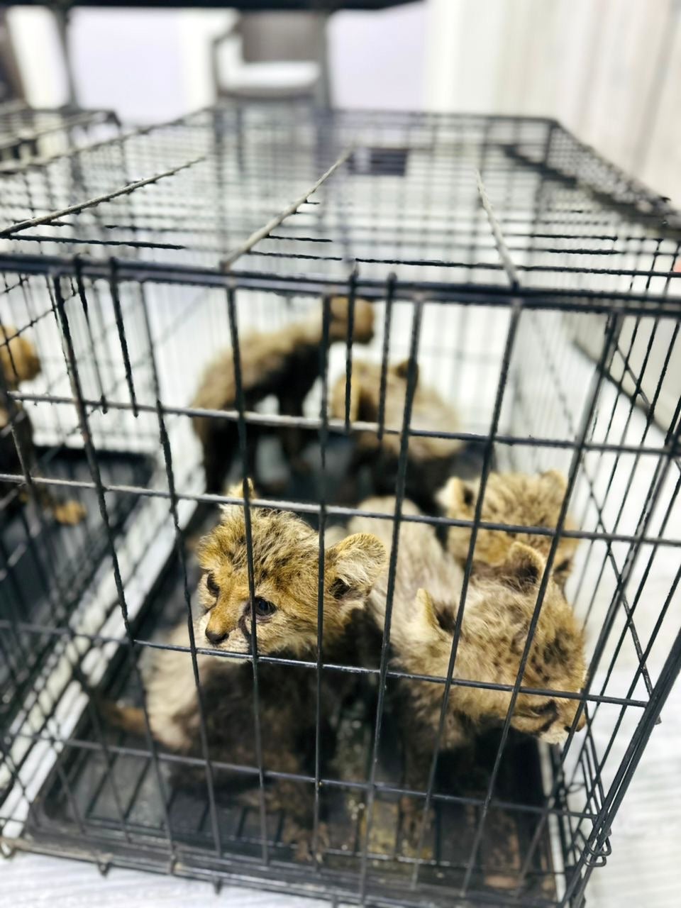 Somaliland Cheetah Rescue