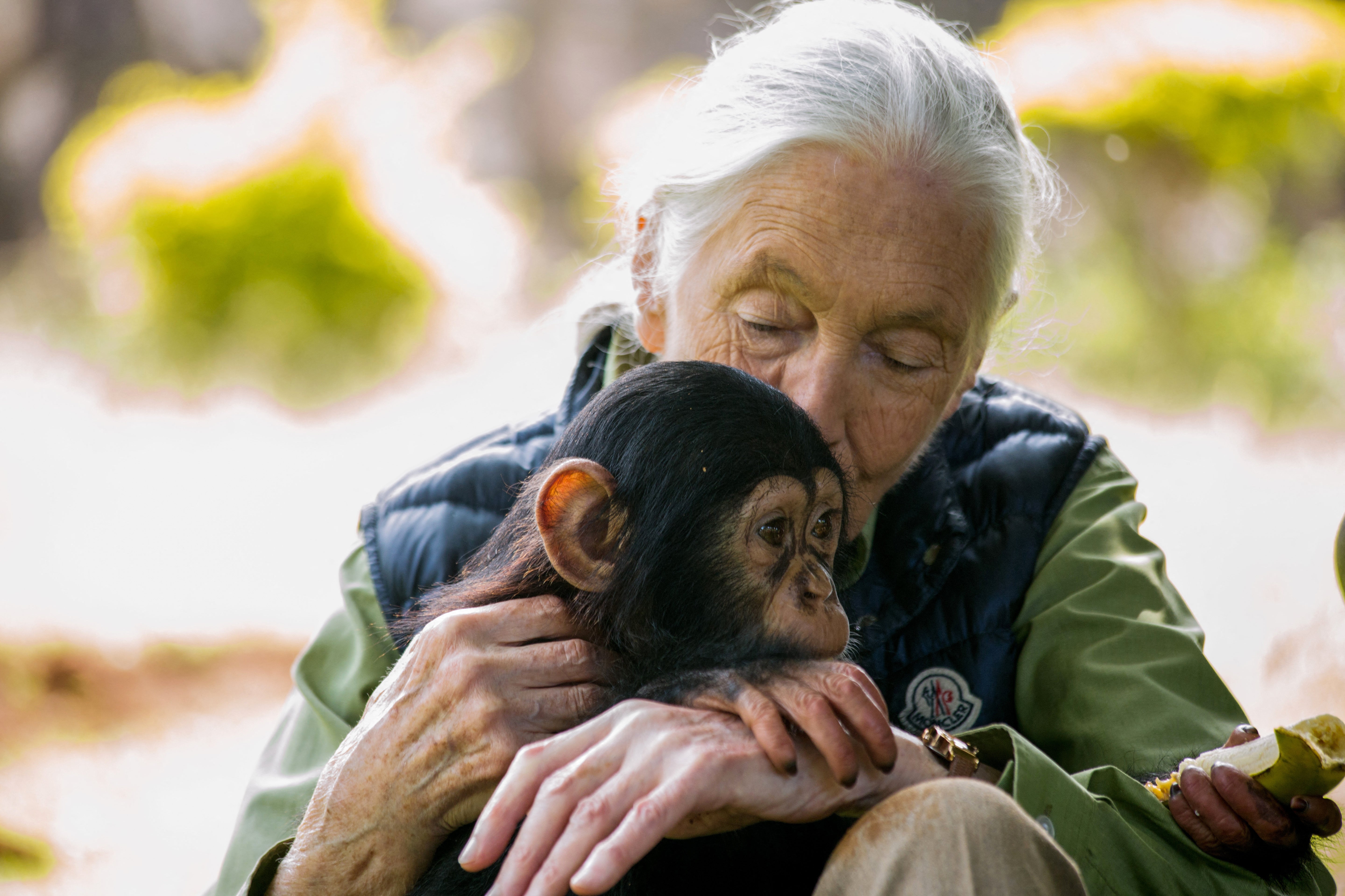 The conservationist is famous for her groundbreaking studies on chimpanzees