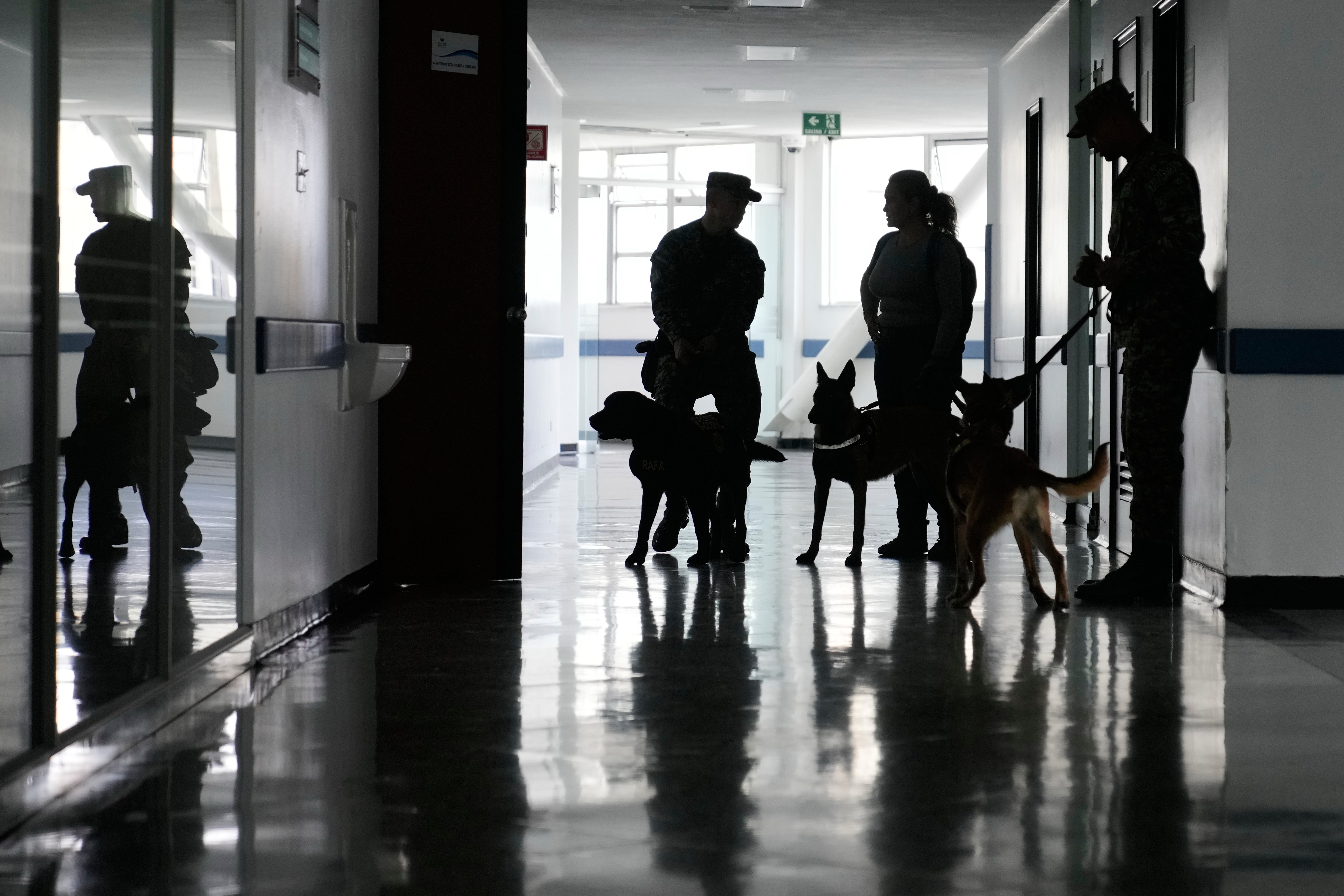 Colombia Military Dogs