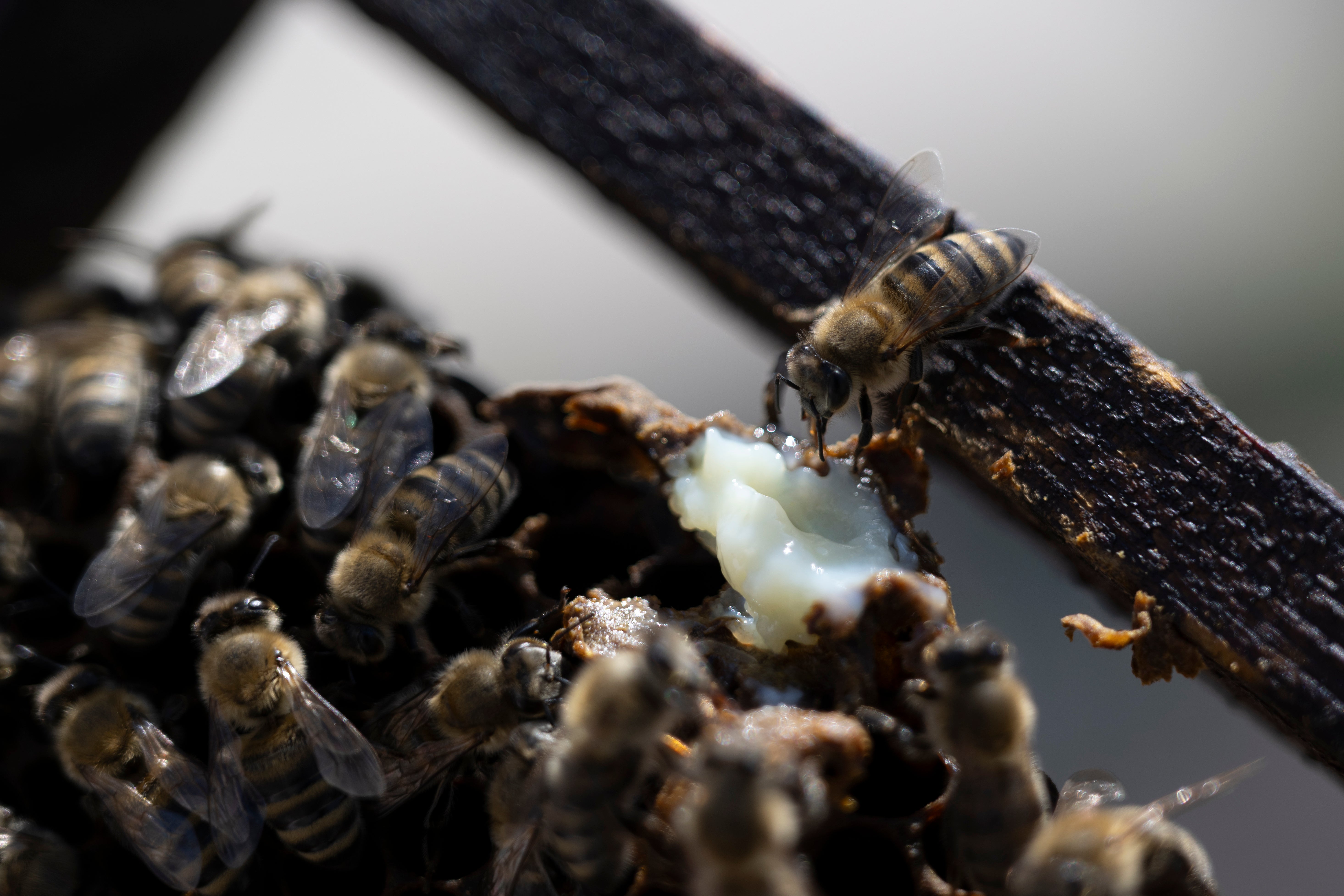 Greece Urban Beekeeping