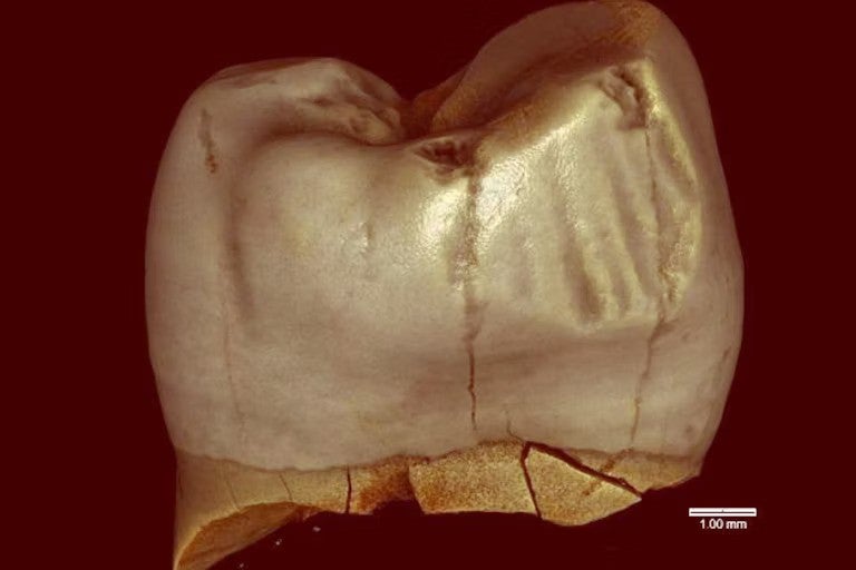 A Neanderthal tooth