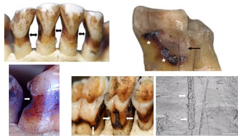 Different types of root lesions found in the wild primates