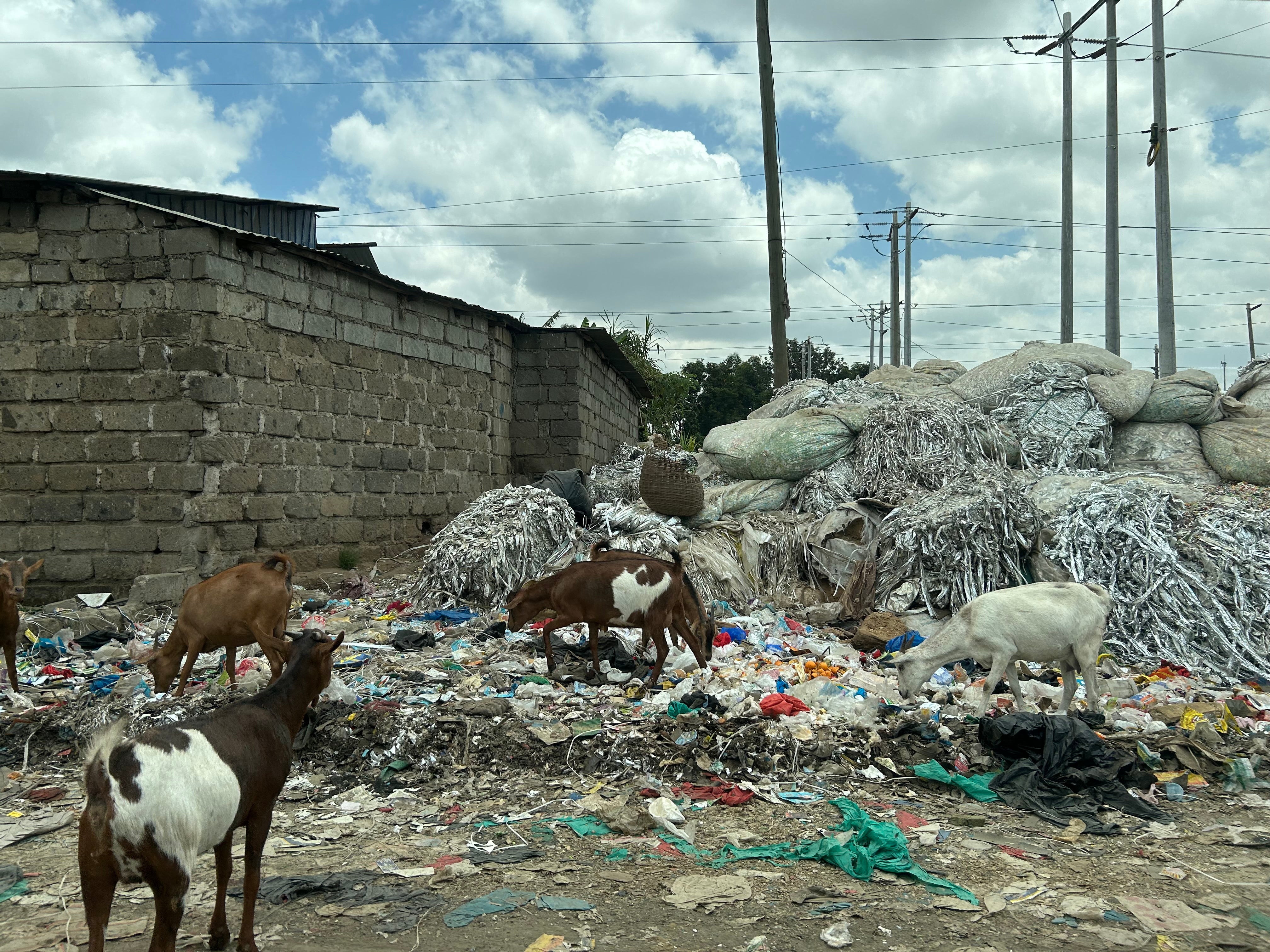 Goats and cows graze around the edges of the dumpsite, searching for something nutritious in the carnage