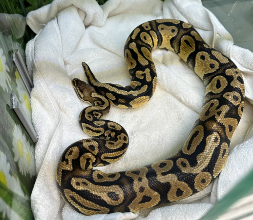 The snake turned up in a burger joint in California