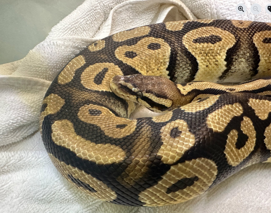 Henny the ball python