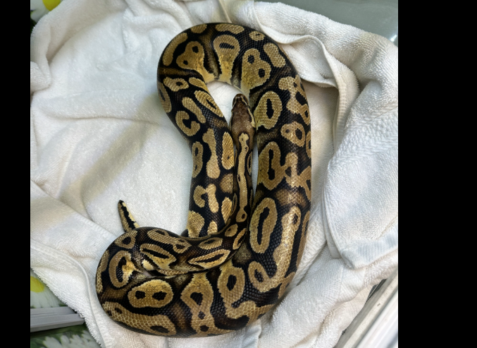 Henny had traveled 50 miles before she was found