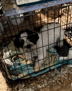 All the animals were 'living in cages with piles of waste and filth, with unsanitary food and water sources, in severe states of overcrowding,' officials said