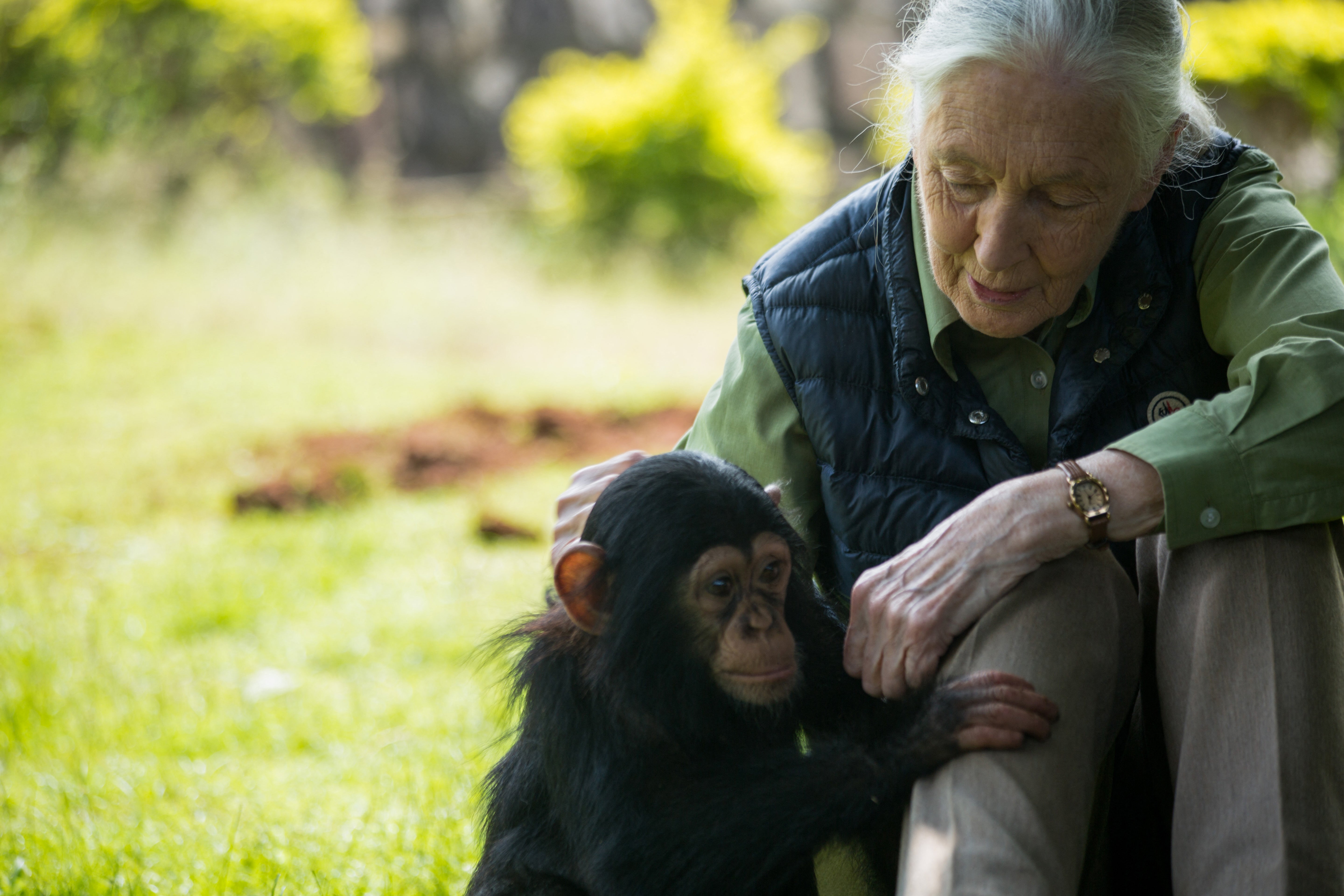 Goodall championed chimpanzee protection for more than six decades