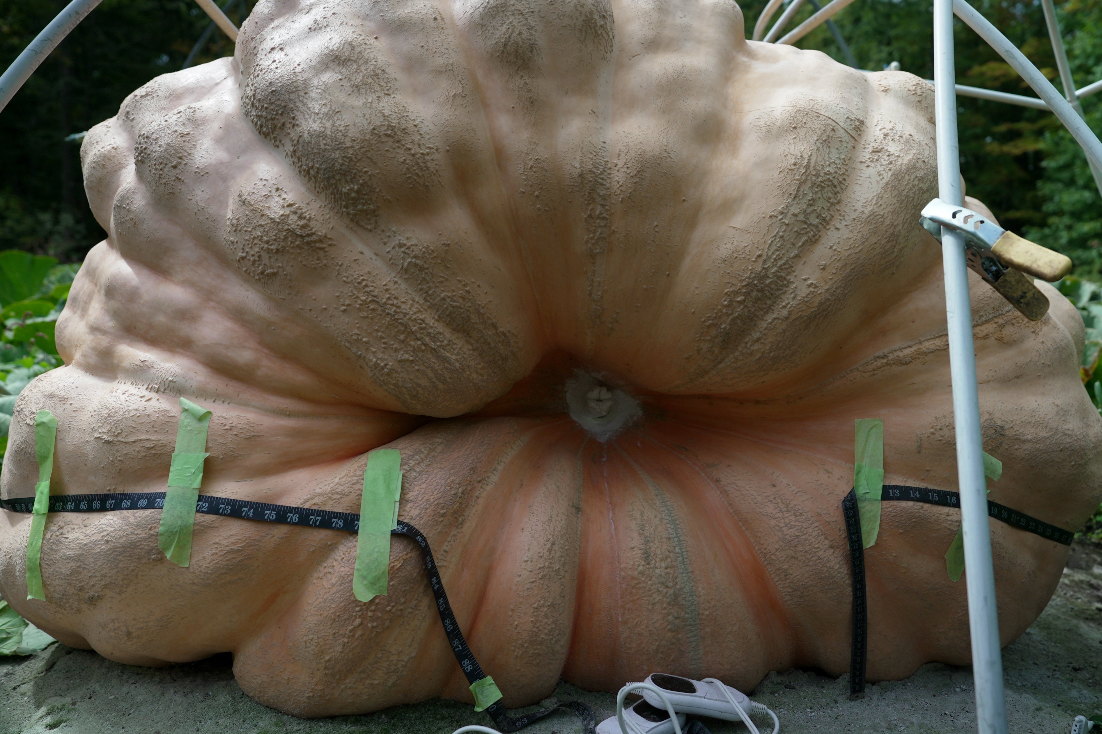 A measuring tape encircles Tony Scott's pumpkin he grew in his Wappingers Falls, N.Y., backyard on Sept. 17, 2025. (AP Photo/Shelby Lum)