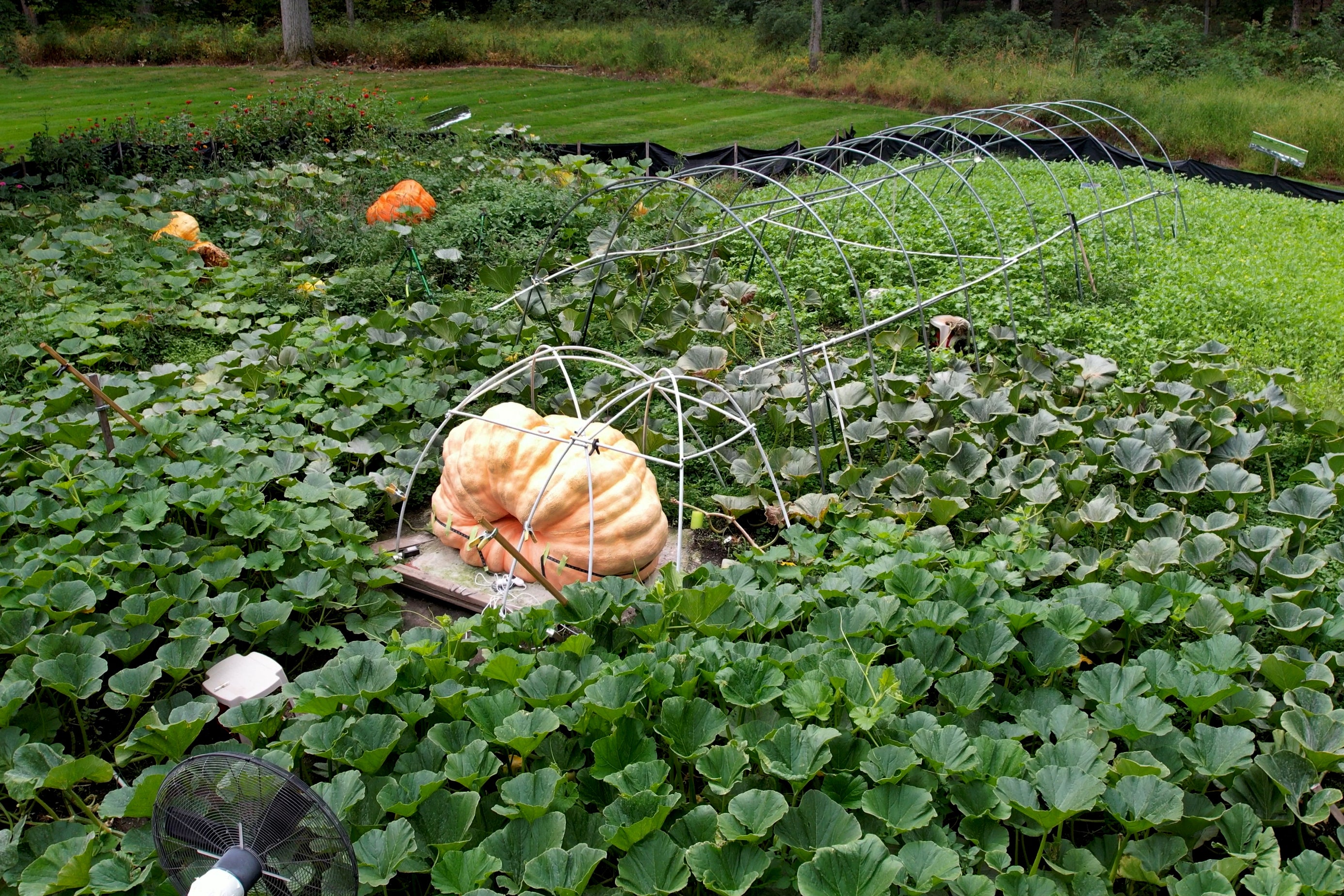 Tony Scott's pumpkin sits in his Wappingers Falls, N.Y., backyard on Sept. 17, 2025. (AP Photo/Shelby Lum)