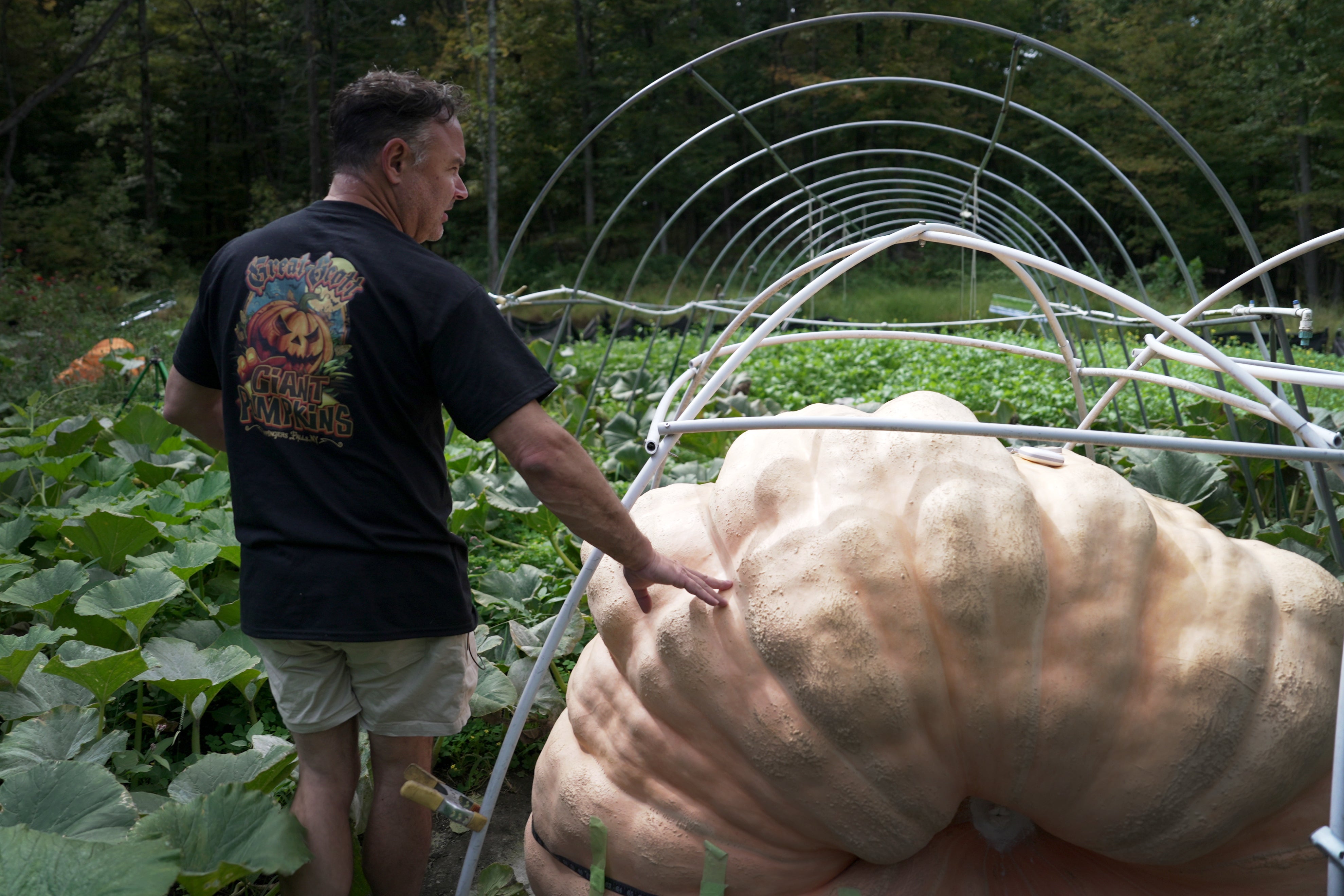 <p>Giant Pumpkins</p>