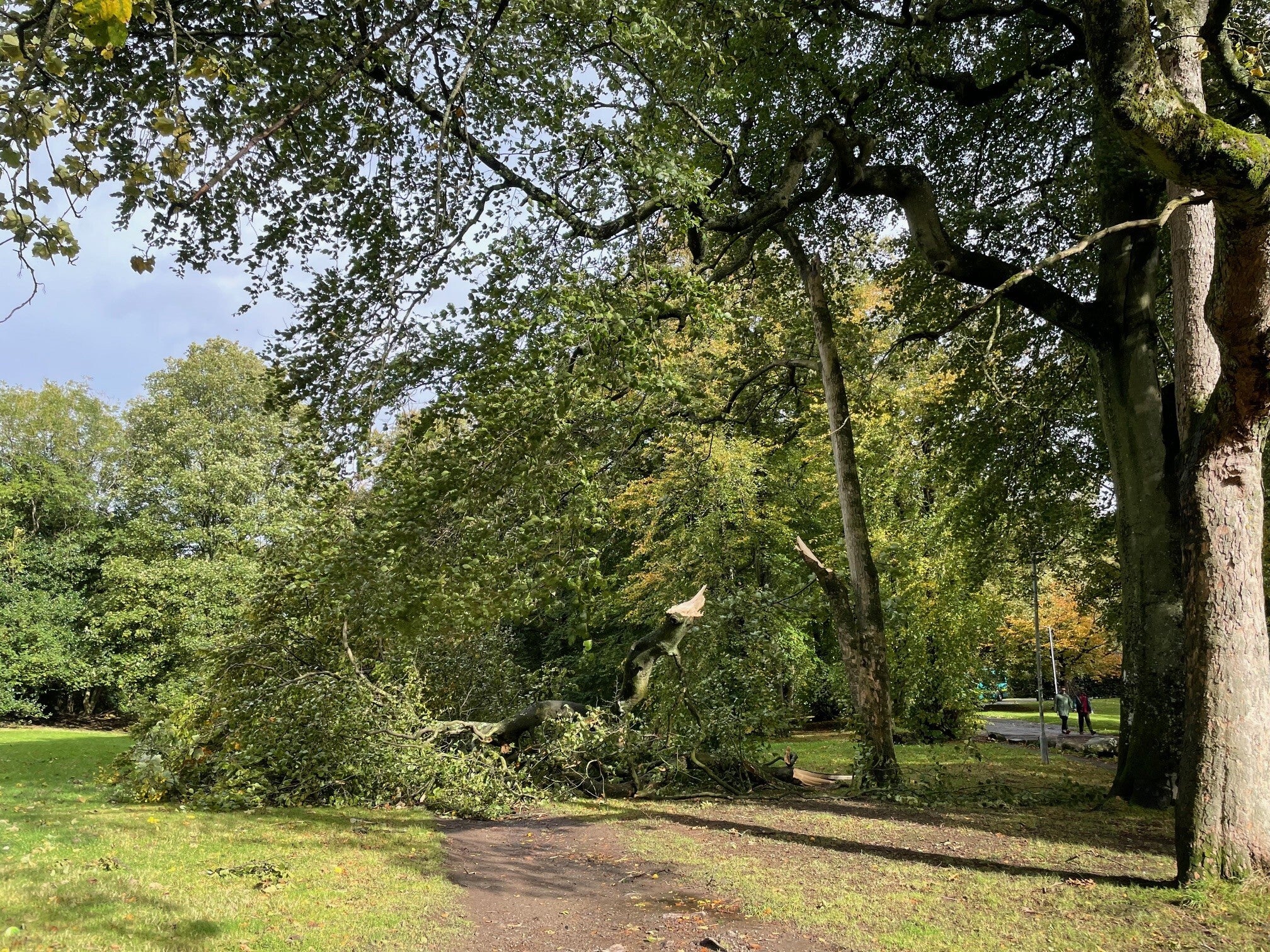 A fallen tree in Queens Park, Glasgow, following Storm Amy