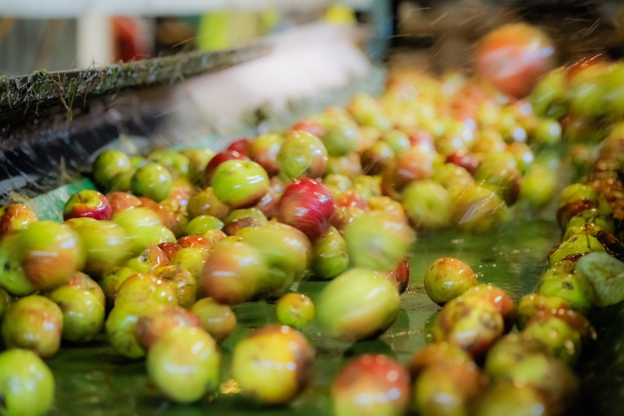 The hotter and drier summer has meant more sugar in apples