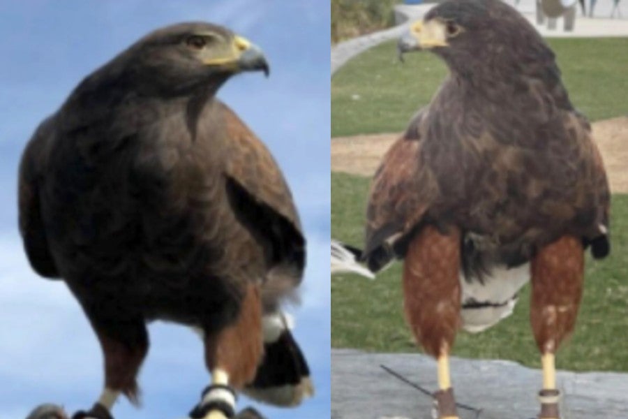 One of two hawks that were stolen from SoFi Stadium during a football game last month has been found and returned to its owner.