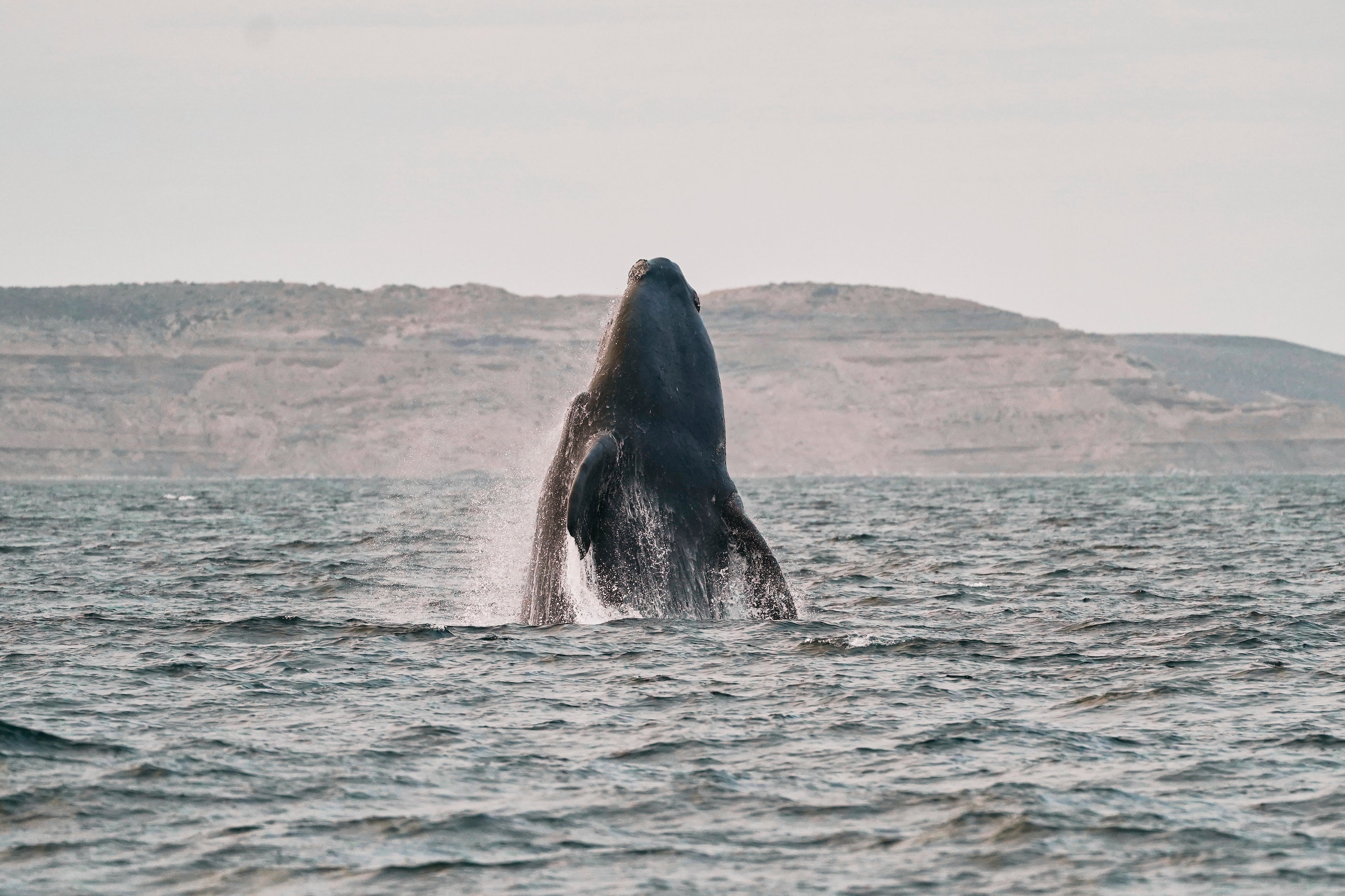 Argentina Southern Right Whale
