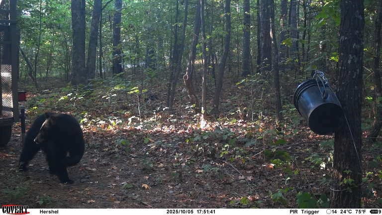A male black bear caught on a trail camera near a campground in northwest Arkansas where a 60-year-old man was fatally mauled
