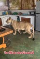 Thailand to seize influencer’s ‘pet’ lioness after animal attacks two people