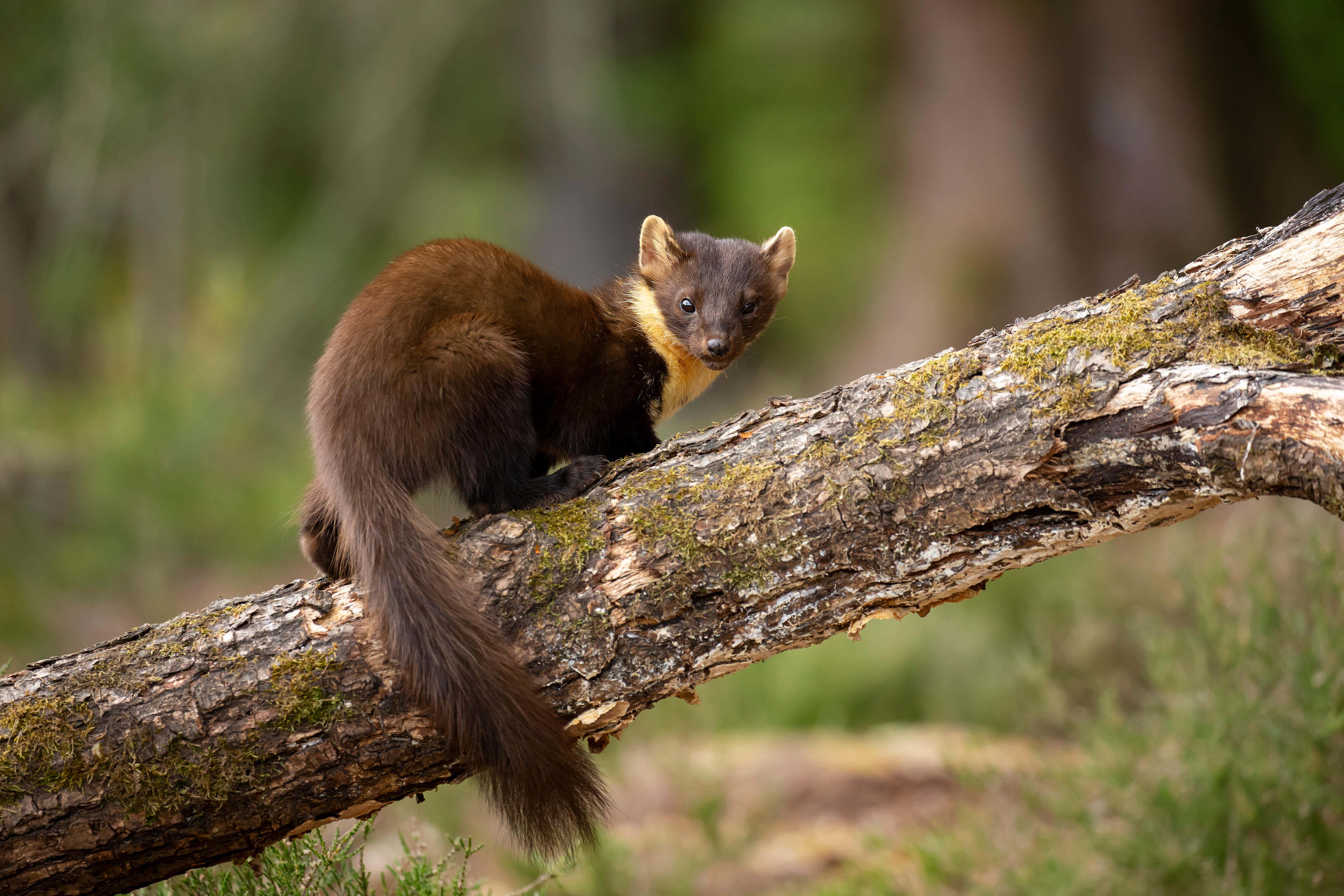 Pine martens from healthy populations in Scotland have been introduced to Exmoor (Alamy/PA)