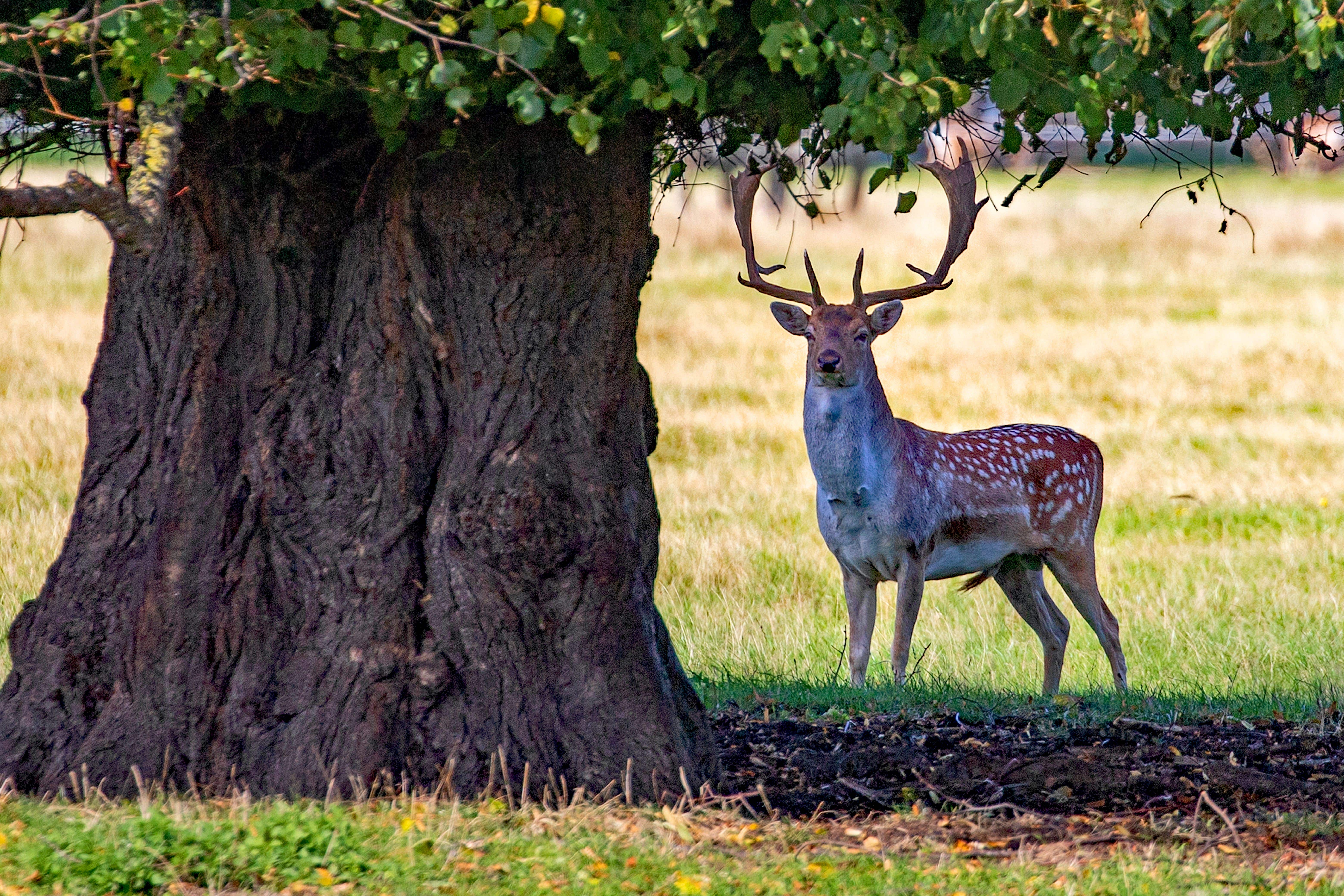 Deer at some National Trust sites have been gorging on the abundant conkers, such as the Belton Estate (Mike Selby/National Trust images)