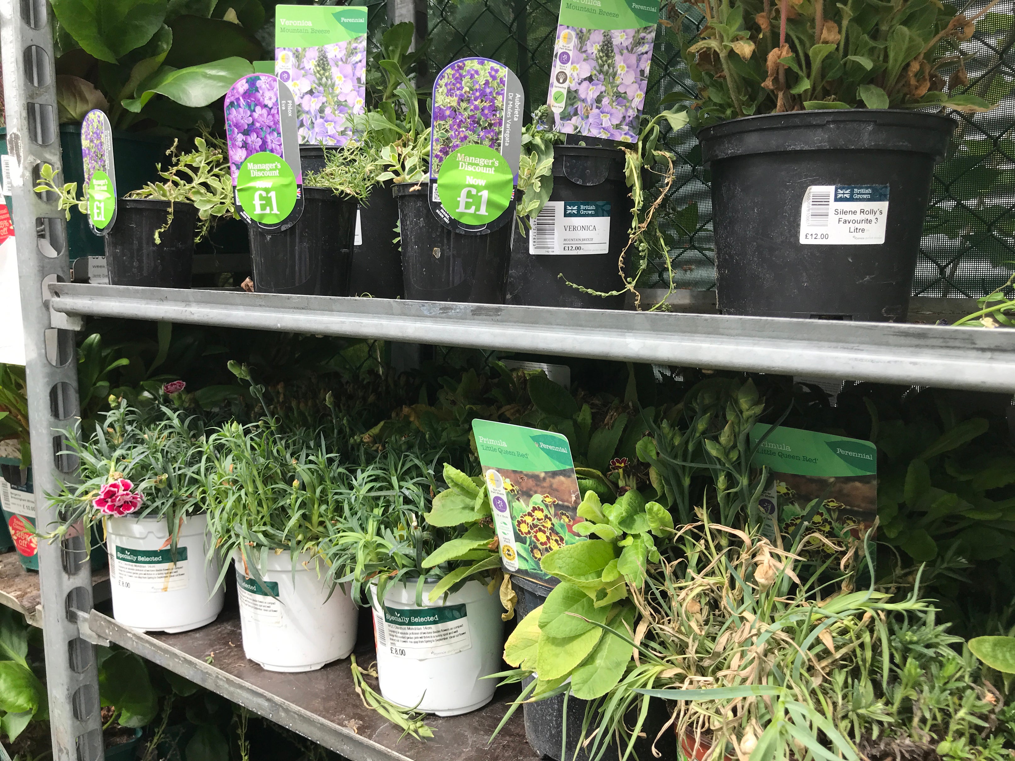 <p>You might be able to pick up a bargain in garden centre sales at this time of year</p>