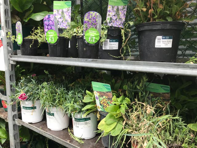 <p>You might be able to pick up a bargain in garden centre sales at this time of year</p>