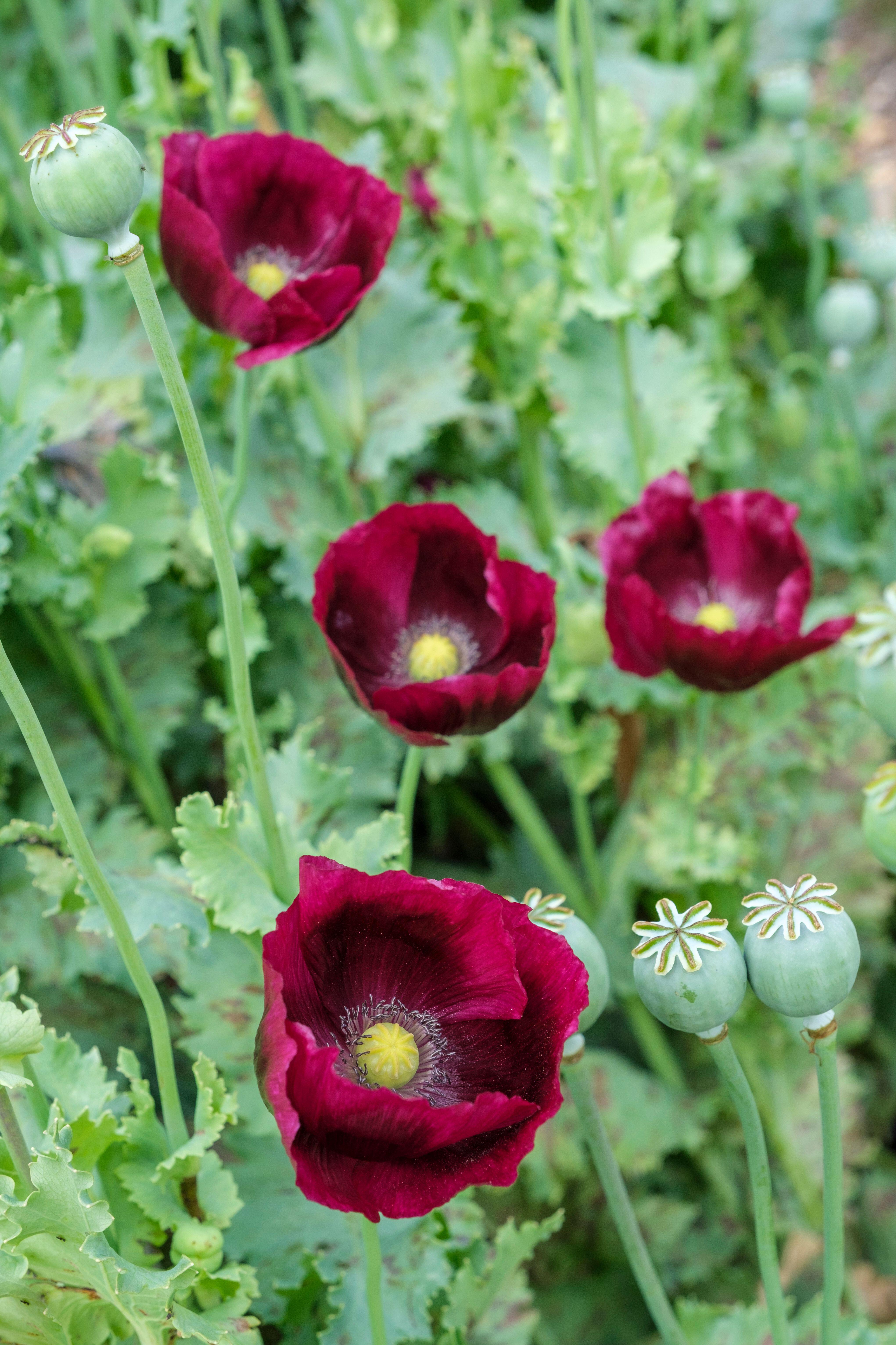 Self-seeded opium poppies are a popular choice