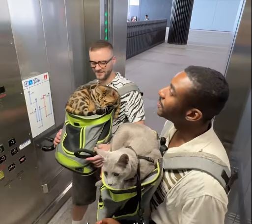 The video shows cats being taken in a lift