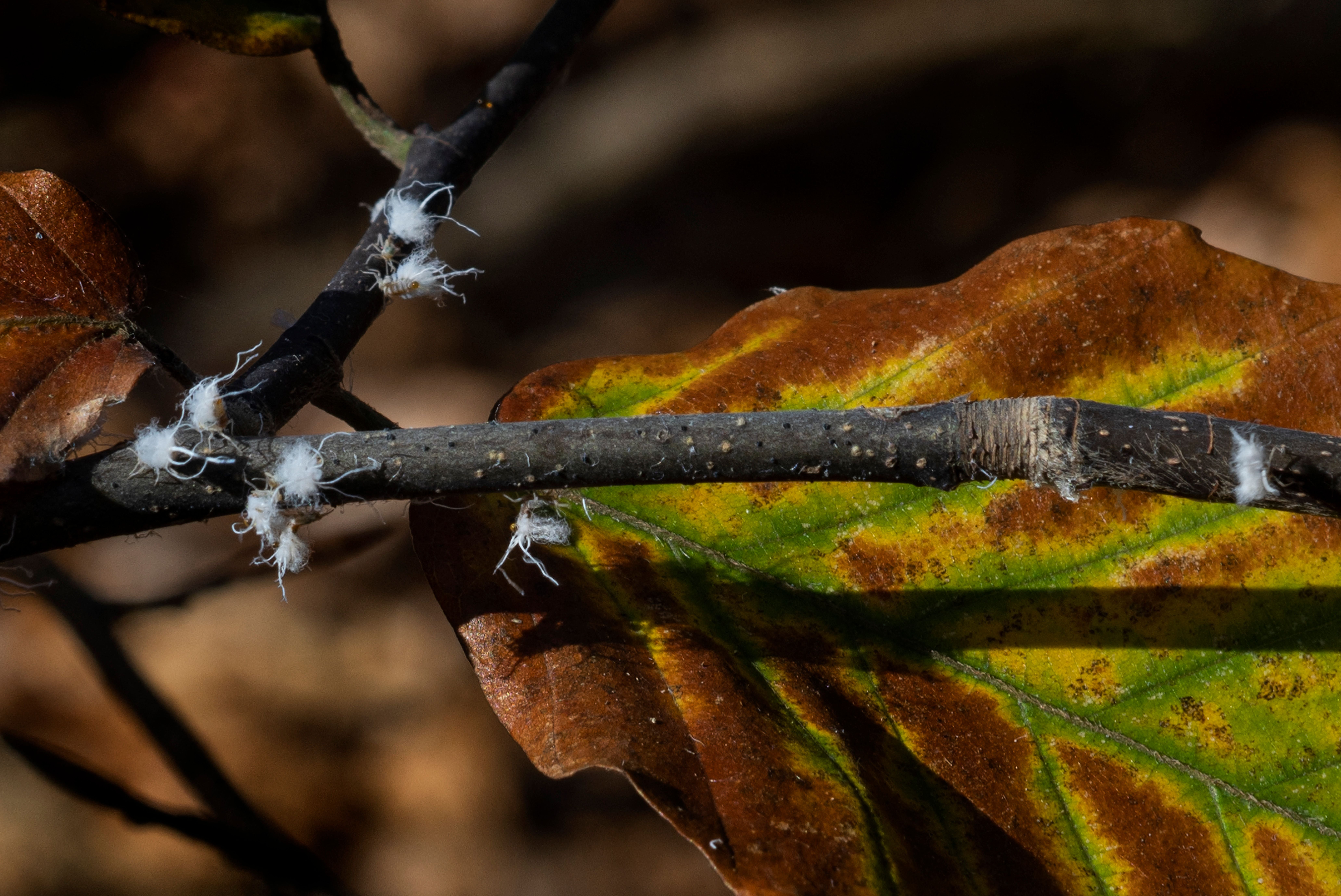 Woolly hackberry aphids pictured crawling on a branch. These pests are invasive creatures that leave behind a white, waxy substance