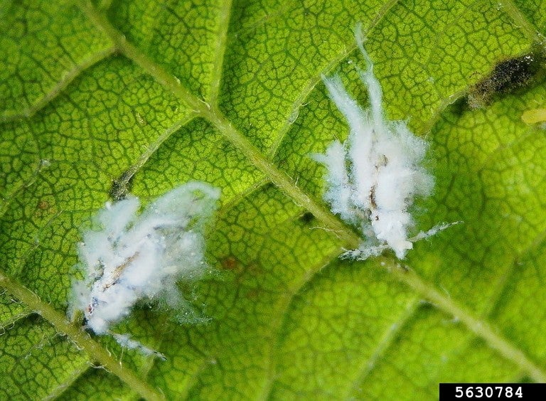Woolly hackberry aphids pictured on a leaf. These creatures aren't harmful to people or pets, but they can be a nuisance