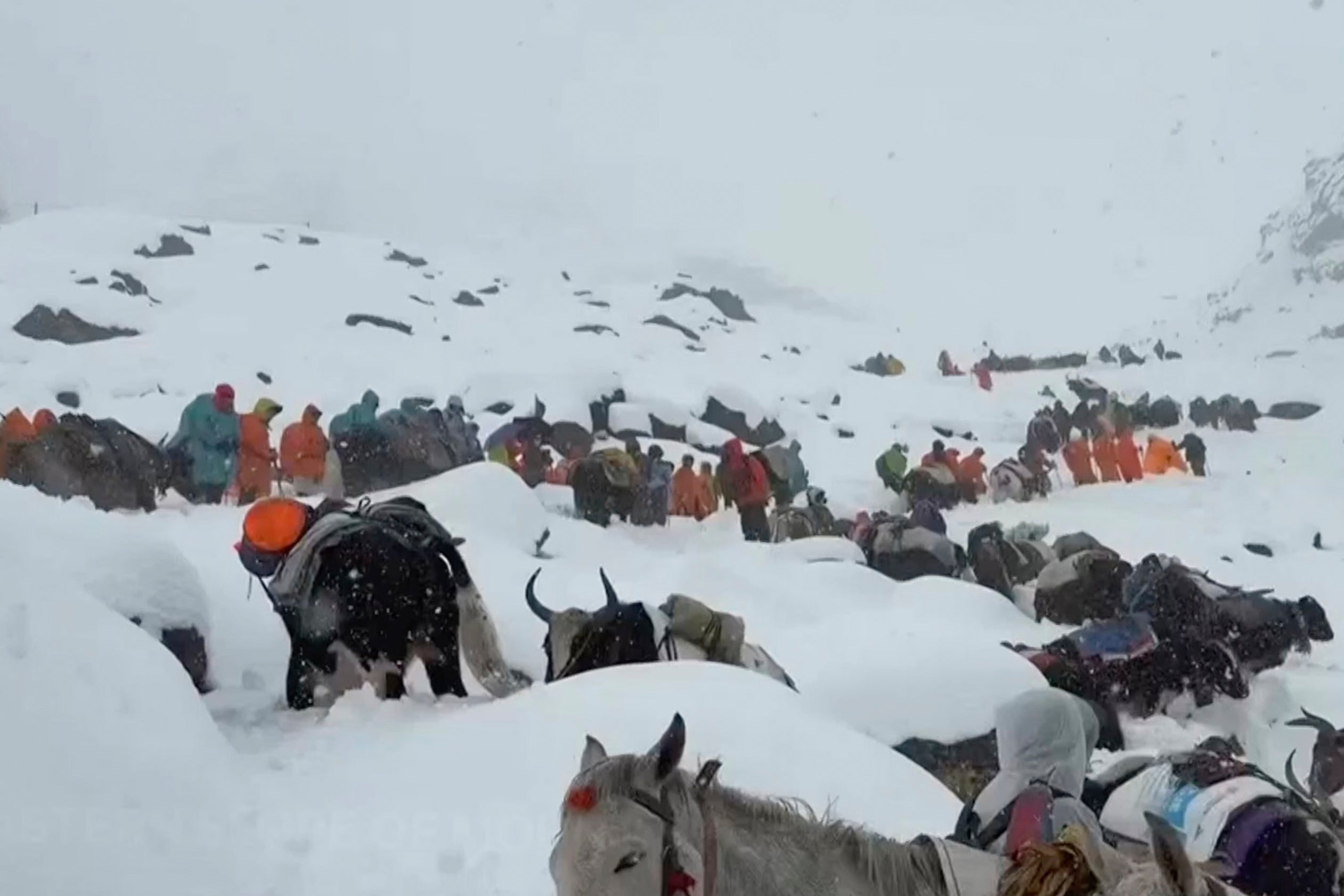 Villagers ascend the mountain with their oxen and horses to help out with rescue efforts