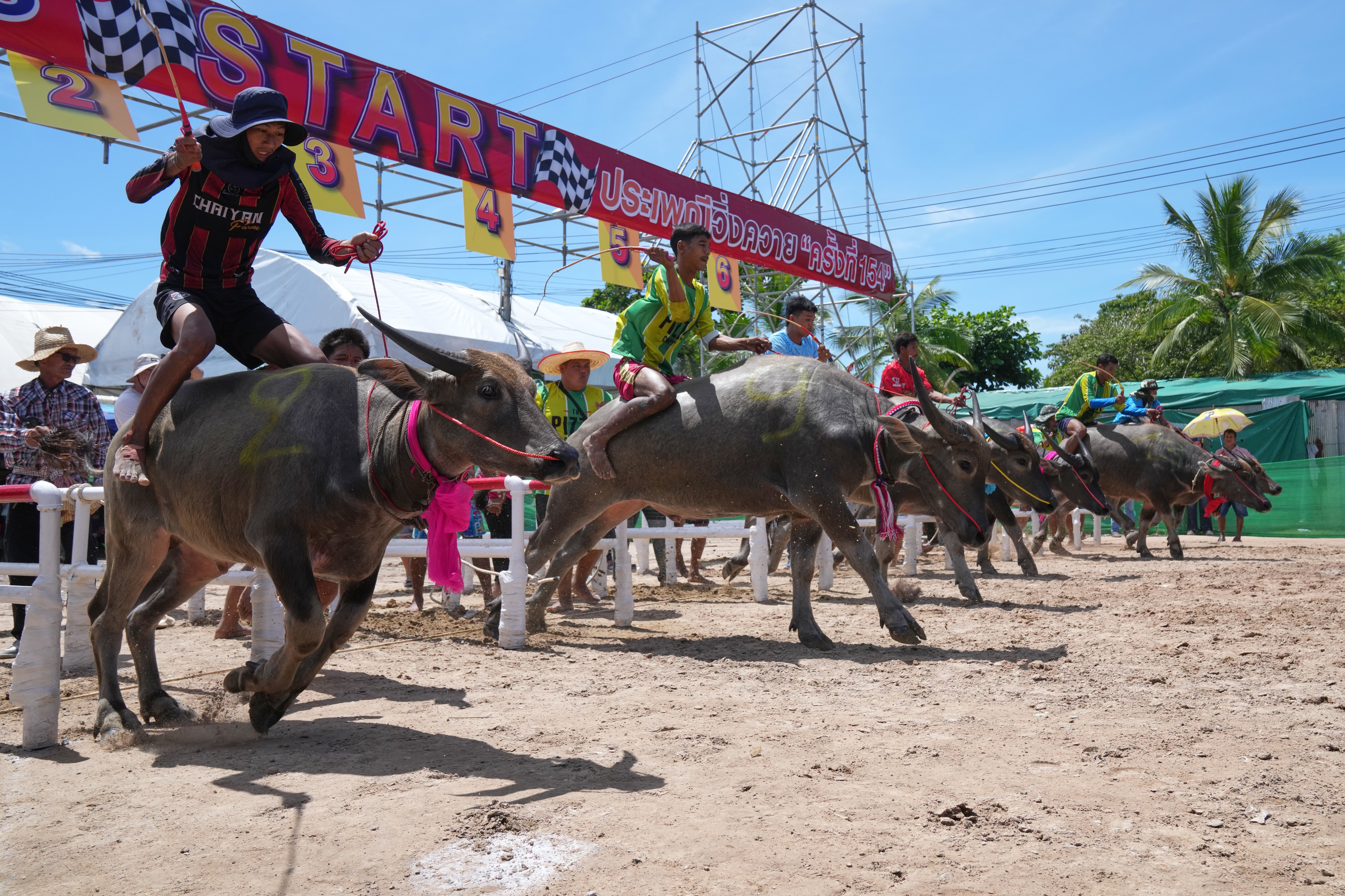 Thai buffalo racers start off a sprint event during an annual buffalo racing festival in Chonburi, Thailand, Monday, 6 October 2025