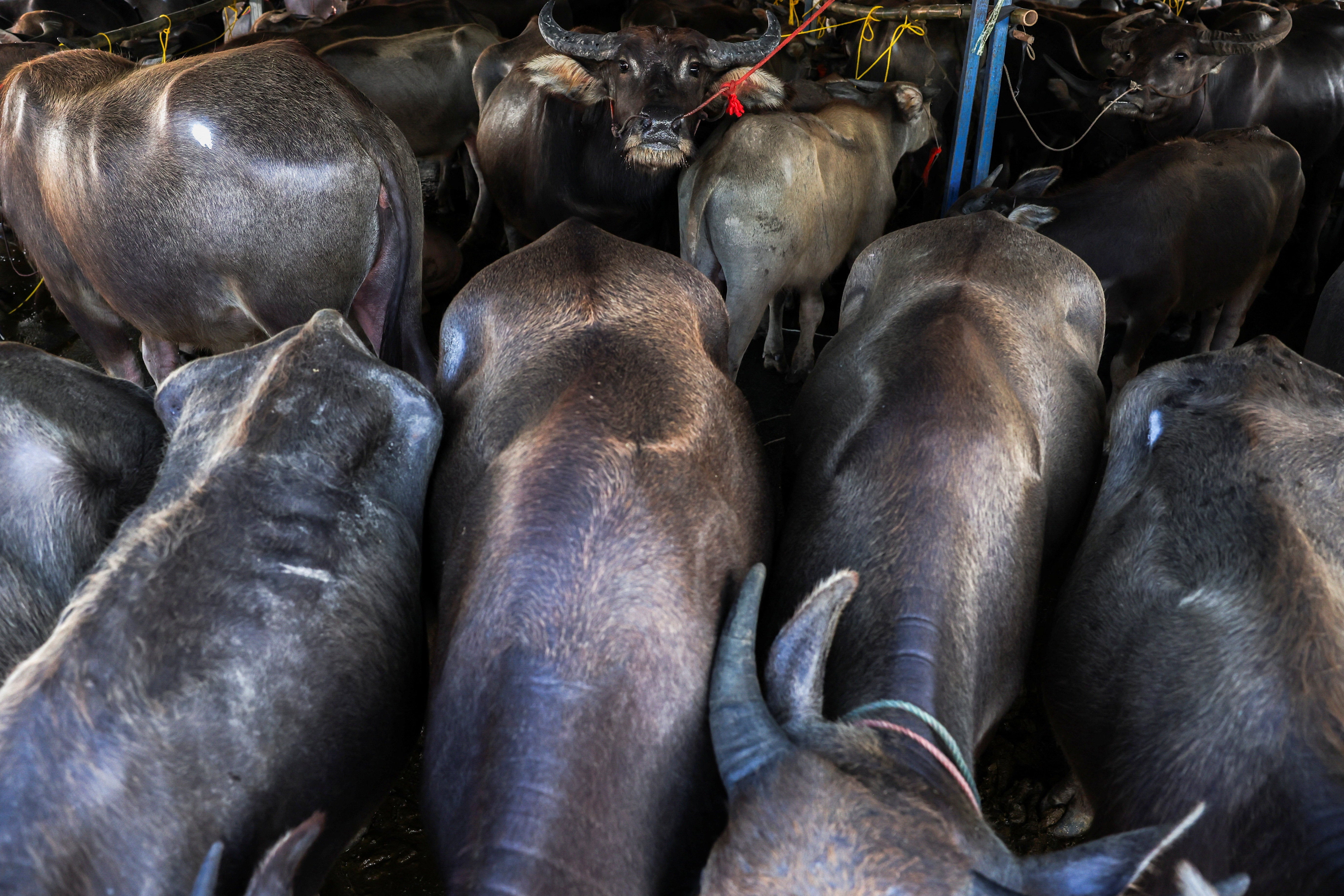 Buffaloes gather ahead of Chonburi’s 154th annual buffalo race festival in Chonburi province, Thailand, 6 October 2025