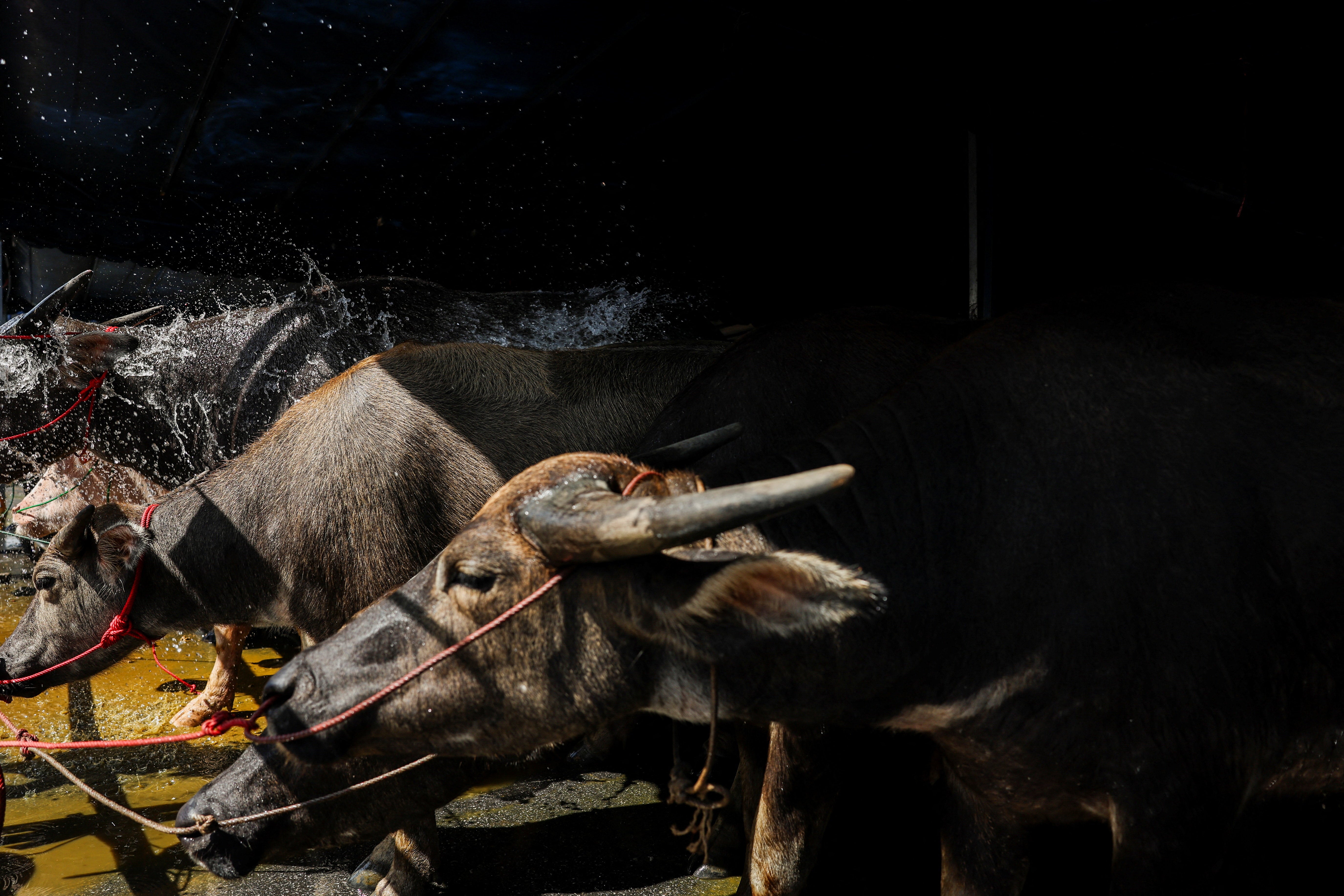 Buffaloes get a shower ahead of Chonburi’s 154th annual buffalo race festival in Chonburi province, Thailand, 6 October 2025