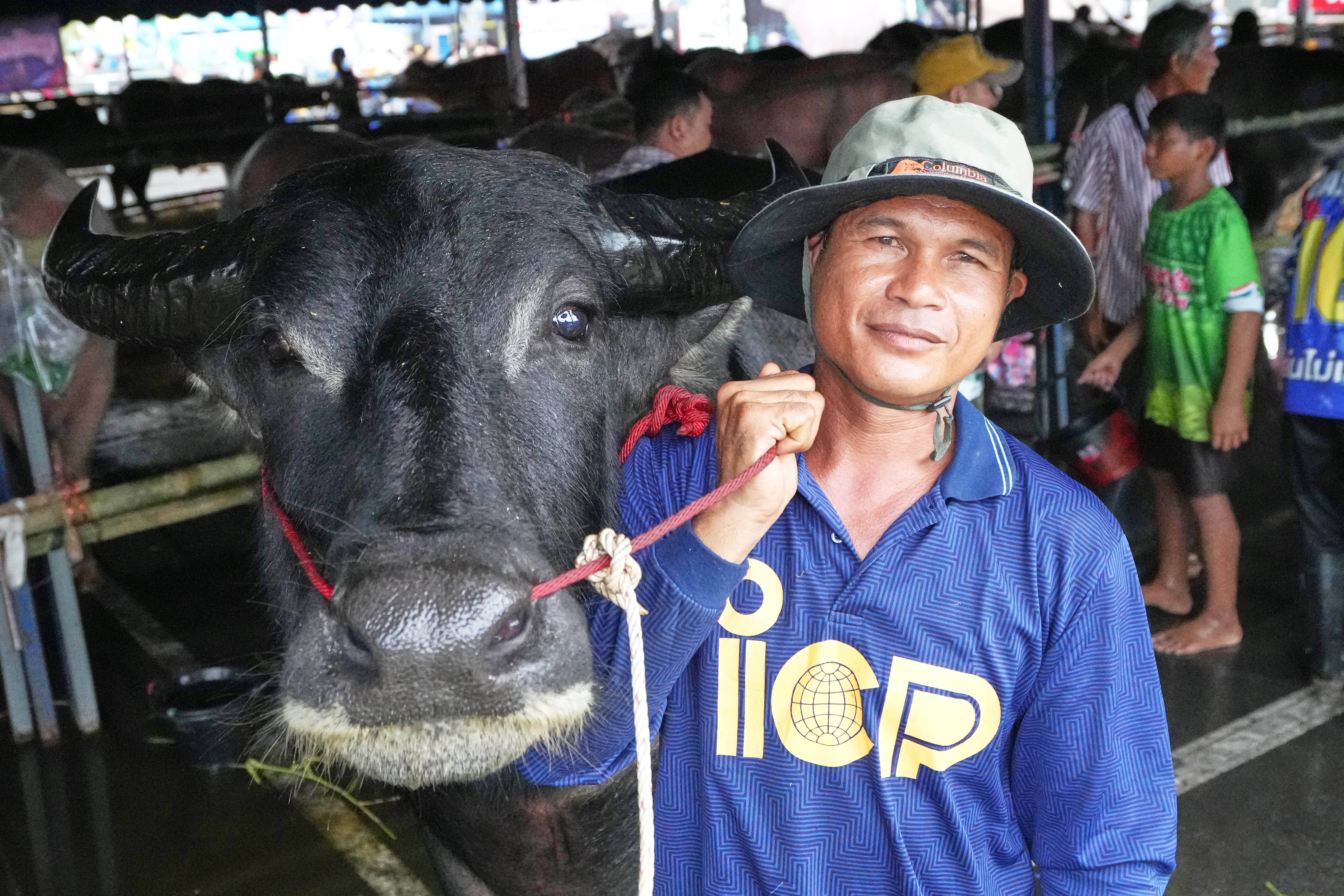 Thawatchai Daeng-Ngam and his ‘Tod’, a 5-year-old buffalo, participate in a beauty buffalo pageant during an annual buffalo racing festival in Chonburi, Thailand, Monday, 6 October 2025